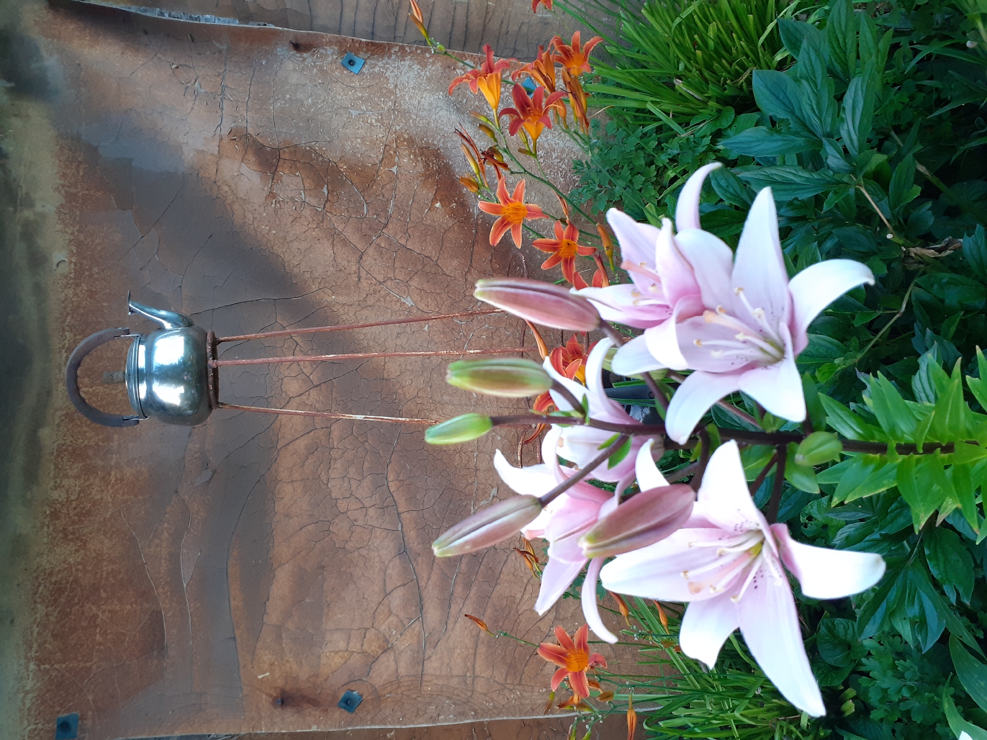 This image depicts an outdoor scene with a prominent display of lilies, both pink and orange. In the background, a weathered, textured wall, possibly made of wood or metal with a cracked surface, serves as a backdrop. A metallic teapot rests on a tall, slender stand in front of the wall. The overall impression is one of a garden or decorative outdoor space. The image was taken in Deremezna, Ukraine.