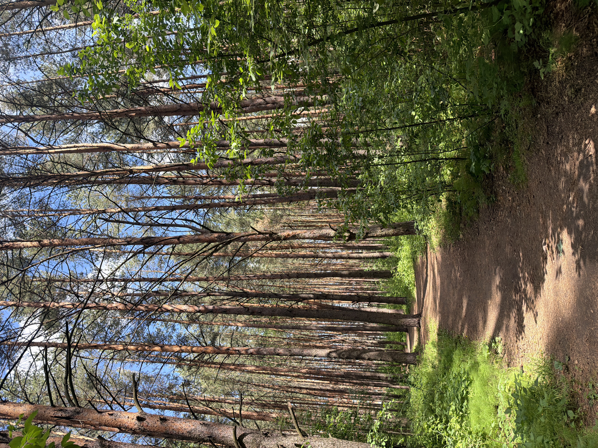 A dirt path winds through a forest of tall, thin trees in Chaikovsky, Russia. The trees line the left side of the path and partially obscure the blue sky above. The right side of the path is covered in dense green vegetation. Sunlight filters through the foliage, creating shadows on the path. The scene is peaceful and natural. There are no people visible.