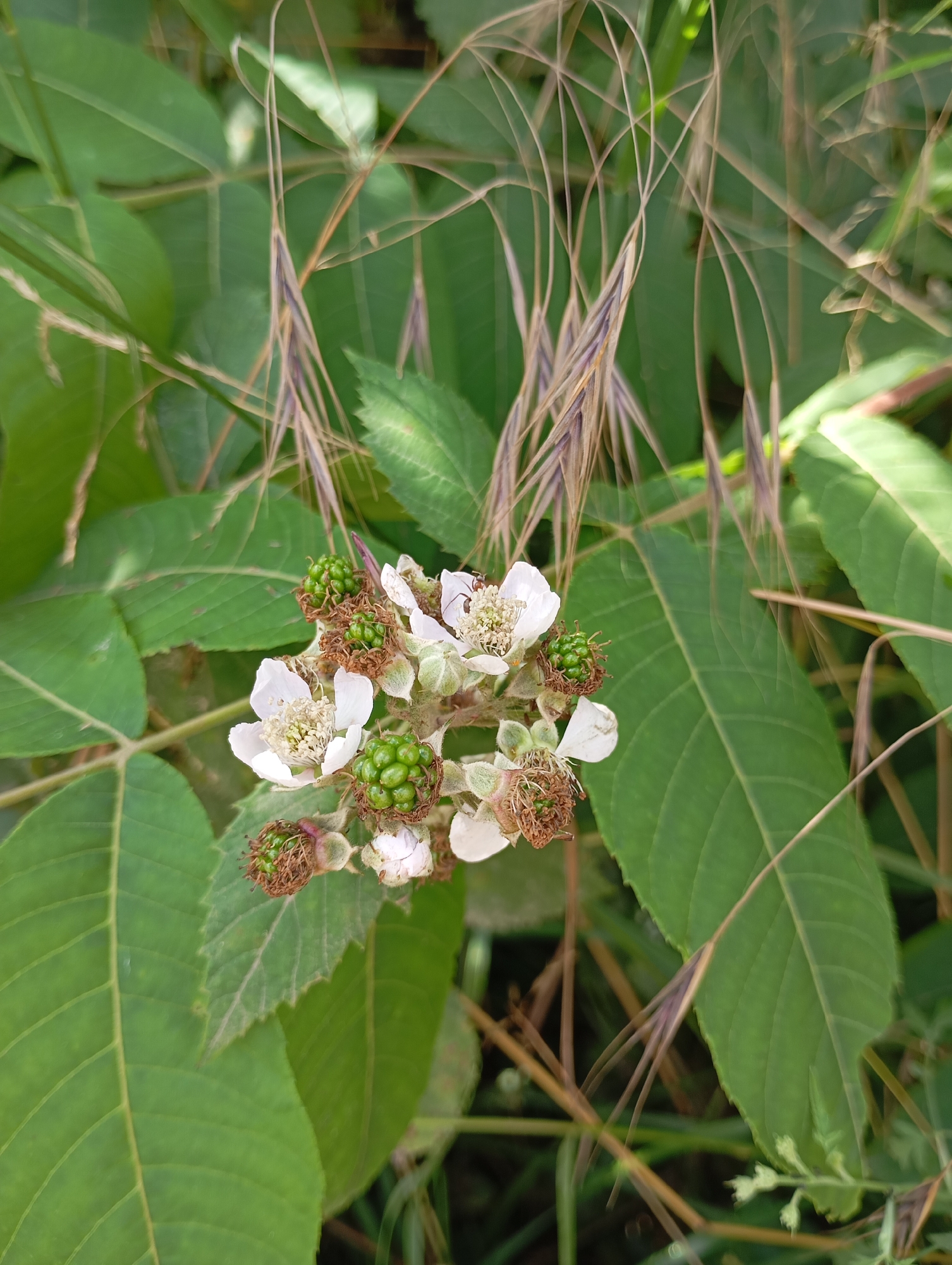 A cluster of unripe blackberries and white flowers is nestled among green leaves and dry grass stalks in Lesogorskaya, Russia. The image is a close-up shot, capturing the intricate details of the developing fruit and delicate blossoms. The environment appears natural and overgrown, suggesting a rural or wild setting.
