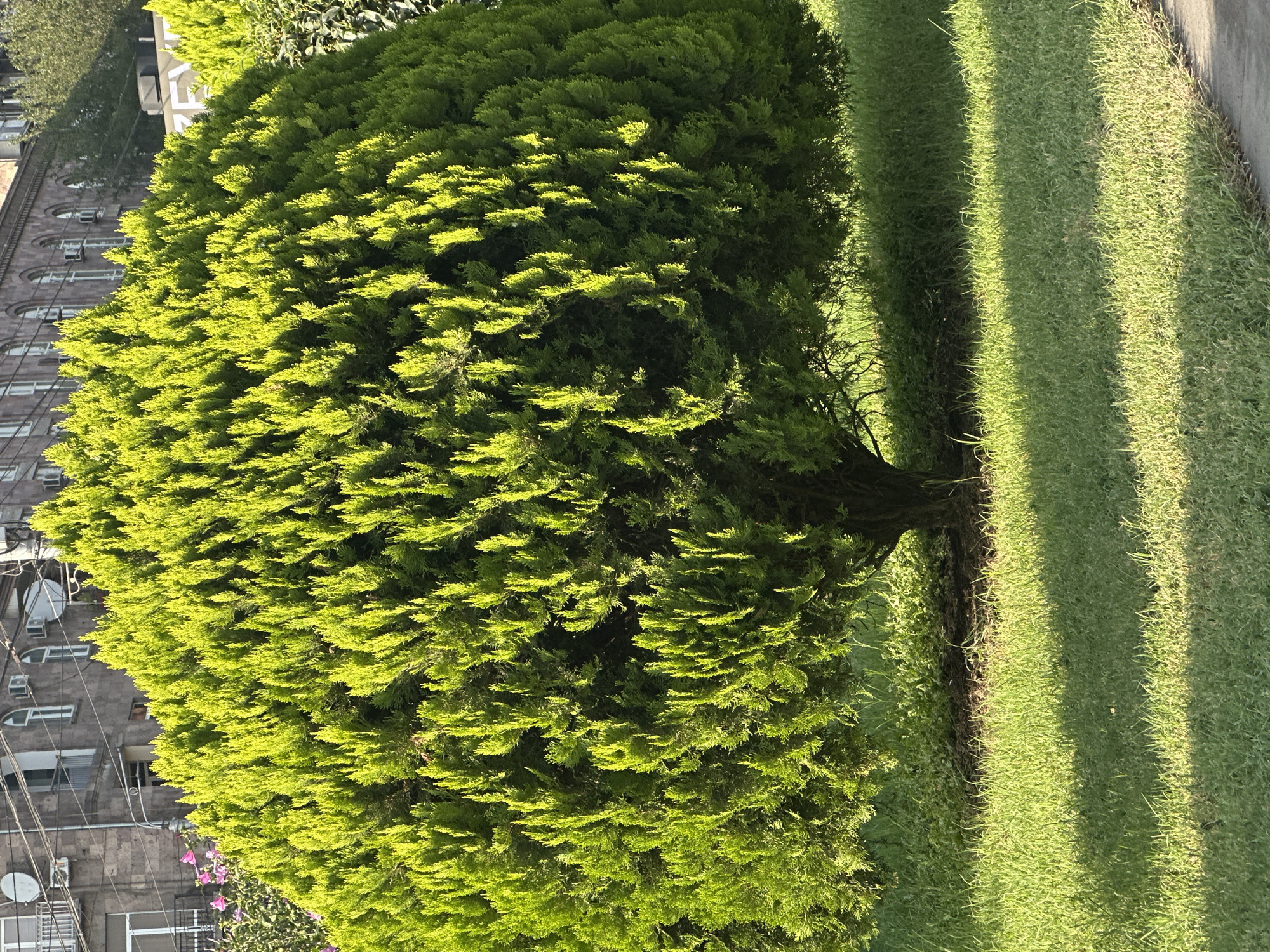 An eye-level, medium shot captures a large, meticulously pruned evergreen shrub in a grassy area. The shrub, with its dense, bright green foliage, dominates the center of the frame and is illuminated by dappled sunlight, creating a vibrant, textured surface. The trunk of the shrub is visible at its base, a dark contrast to the bright foliage. The ground surrounding the shrub is covered in a carpet of green grass, with patches of shade cast by the shrub itself. In the background, a section of an urban building with arched windows and balconies is visible, along with some electrical wires and a sliver of pink flowers, suggesting an outdoor, possibly public, space within a city. The overall scene conveys a sense of well-maintained greenery within an urban environment.