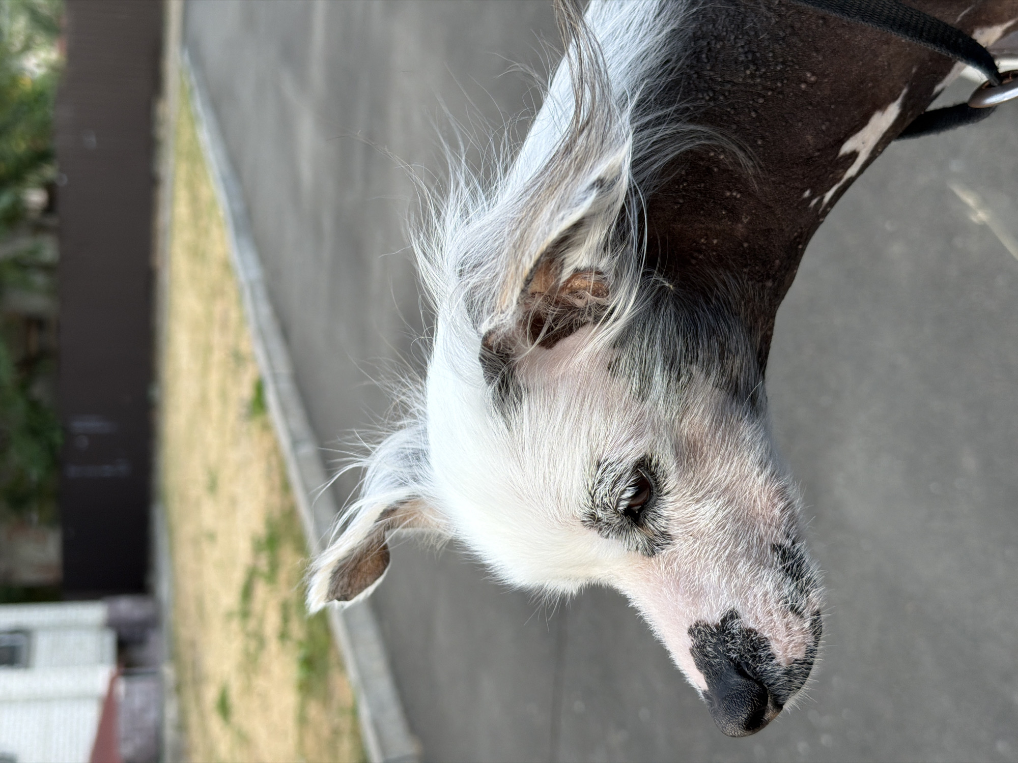 The image shows a close-up profile view of a Chinese Crested dog. The dog has white hair on its head and ears, with dark skin on its neck and body, speckled with lighter patches and small bumps. Its nose is black with some spotted patches. The dog's fur is blowing in the wind. The background is blurred, showing an asphalt road, a grassy area, a curb, and a fence. The setting appears to be an outdoor urban environment. The image was taken in Ternopil, Ukraine.