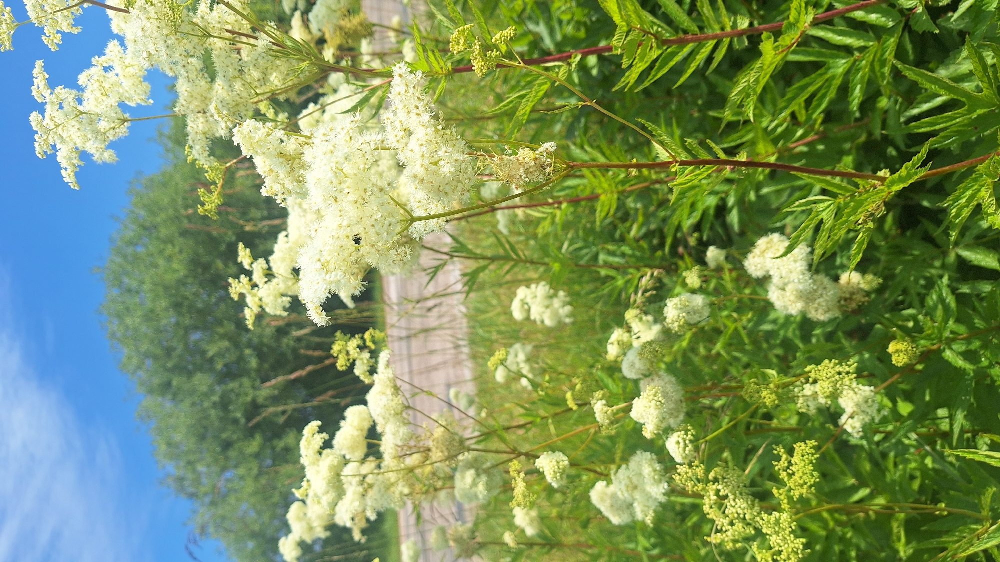 In Aviekste, Latvia, on a clear day with a bright blue sky, a field of white wildflowers blooms vibrantly in the foreground. The delicate blossoms, clustered on tall stems, are the primary focus, their fluffy appearance suggesting a meadow in full bloom. Behind the flowers, a blurred background reveals a road and a dense green tree line, indicating a natural landscape bordering a route. The overall scene conveys a sense of summer and the beauty of the Latvian countryside.