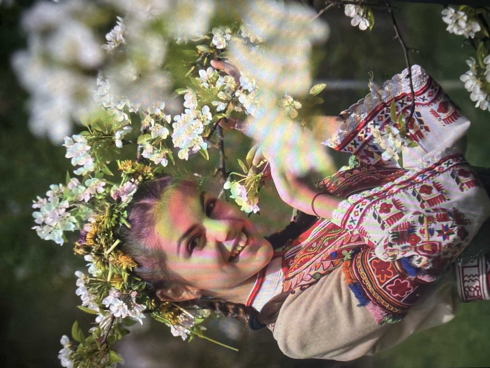 This image depicts a young woman in traditional Bulgarian folk attire, situated outdoors amidst blooming white flowers. The scene is located in Shumen, Bulgaria.
The central figure is a young female with dark hair styled in two braids framing her face. She is smiling broadly, with her teeth visible, and looks directly at the viewer. She wears a substantial floral wreath on her head, composed of white blossoms, green foliage, and some dried yellowish plant material. Her garment consists of a light beige or off-white long-sleeved top or jacket, adorned with intricate, colorful embroidery, primarily in red, white, and various other hues, particularly on the chest and sleeve cuffs. The cuffs also feature small, colorful tassels. A red choker or necklace is visible around her neck. Her right hand gently holds a branch laden with white blossoms, bringing it closer to her torso.
The environment is characterized by an abundance of white flowers, likely from a blossoming tree or bush, suggesting a spring setting. Some of these flowers are in relatively sharp focus around the woman, while others in the immediate foreground and background are heavily blurred, creating a shallow depth of field effect. The background consists of out-of-focus green foliage.
The image exhibits significant chromatic aberration, manifesting as prominent color fringes (green, pink, yellow, purple) around edges and on the woman's skin, particularly her face. There is also visible digital noise and a general softness throughout the image.