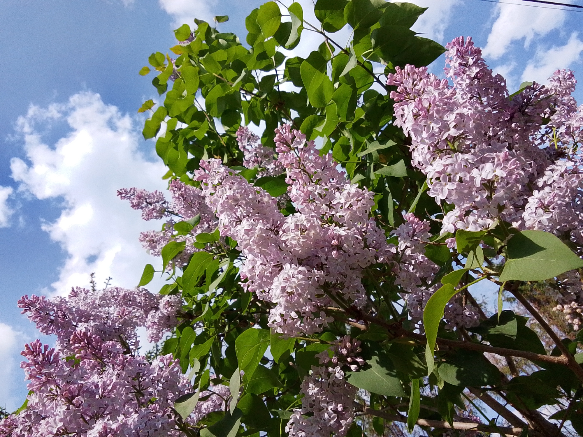 The image depicts a lilac bush in full bloom, with clusters of light purple flowers and green leaves filling the frame. The flowers are prominently displayed against a backdrop of a partly cloudy sky, with patches of blue visible between the clouds. The scene is outdoors, likely during daytime, given the clear sky and lighting. Based on the user's prompt, the location is Снопок Новый, Russia, although this is not directly discernible from the image itself. The photograph captures a natural setting with focus on floral and botanical elements. There are no people or other identifiable objects in the image.