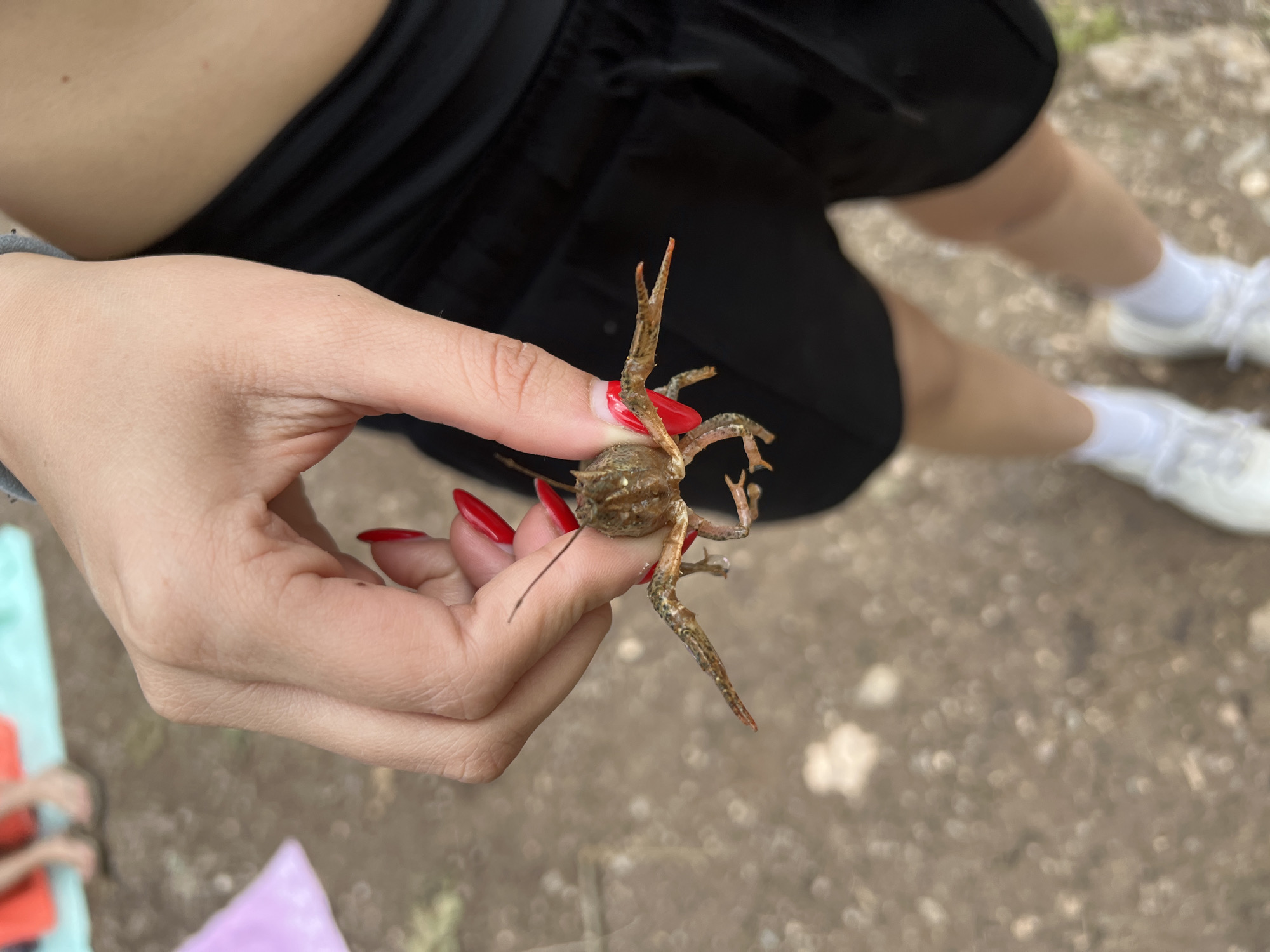 A close-up, overhead shot shows a person's hand with red-painted nails holding a small, brown crayfish. The crayfish is oriented facing away from the viewer, with its claws and legs splayed out. The background is blurred, showing a sandy or gravelly ground. To the left of the hand, a portion of a pink fabric is visible, and further in the background, two people's legs are visible, with one wearing sandals. The person holding the crayfish is wearing black shorts and white sneakers. The image does not provide any information about the city of Pravoslav, Bulgaria.