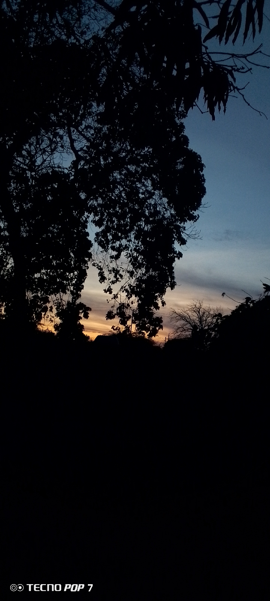 The image shows a silhouette of trees against a twilight sky. The sky transitions from blue at the top to orange near the horizon. The trees in the foreground are dark and undefined. The location is indicated as Altagracia, Venezuela. There are no visible people, subjects, objects, or interactions beyond the natural environment.