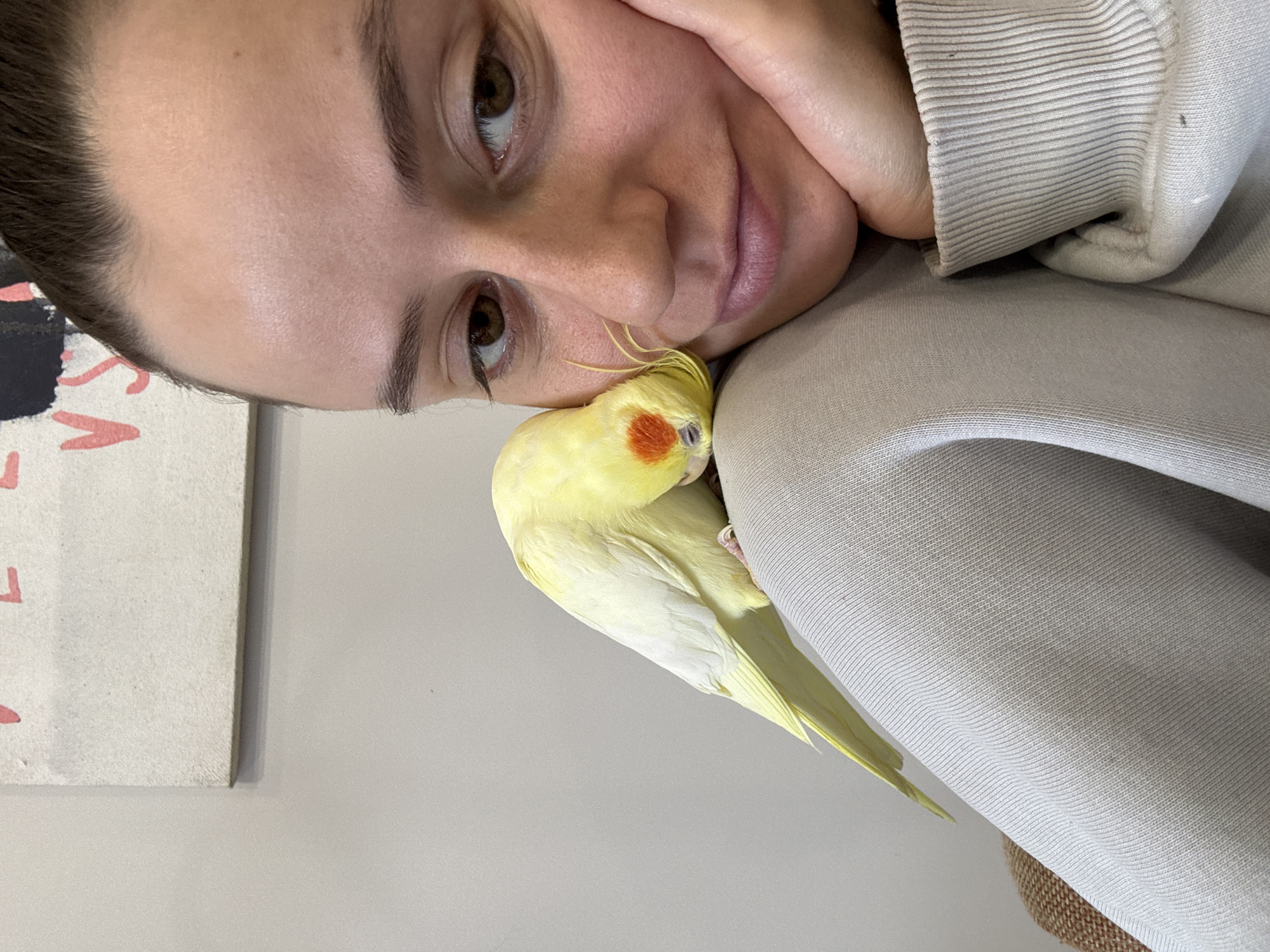 A person with light skin and brown eyes is resting their face against a light-colored fabric, possibly a sweatshirt. A yellow cockatiel with orange cheek patches and a yellow crest is perched on the fabric next to the person's face. The background is a light gray wall with a partially visible artwork or decorative piece on the left. The photo appears to have been taken indoors. The location is specified as Krasnoyarsk, Russia, but there are no other geographic or landmark indicators in the image itself.