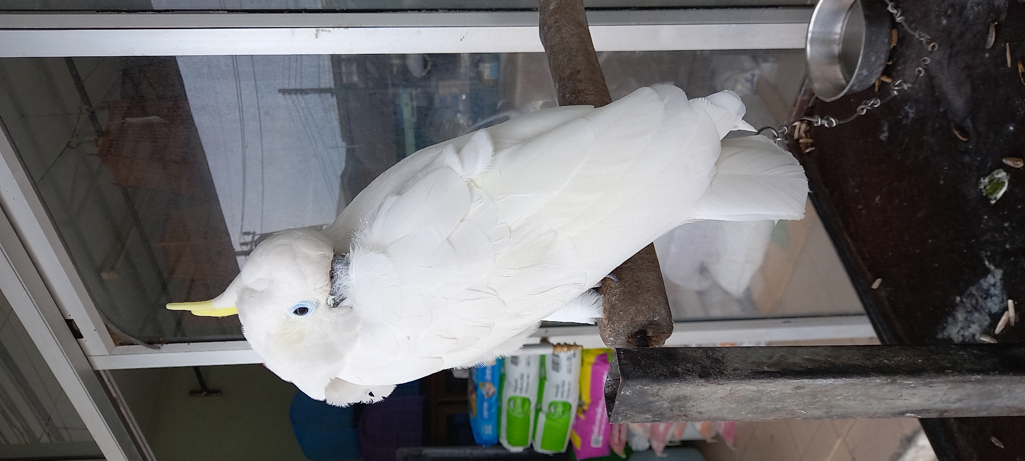 A Sulphur-crested Cockatoo sits on a perch inside a building with a window. The bird is mostly white with a yellow crest and blue eyes. A metal food dish hangs nearby. Bags of what appears to be bird food are visible in the background. The location is likely in ตำบลเกาะพะงัน, Thailand, based on the prompt.