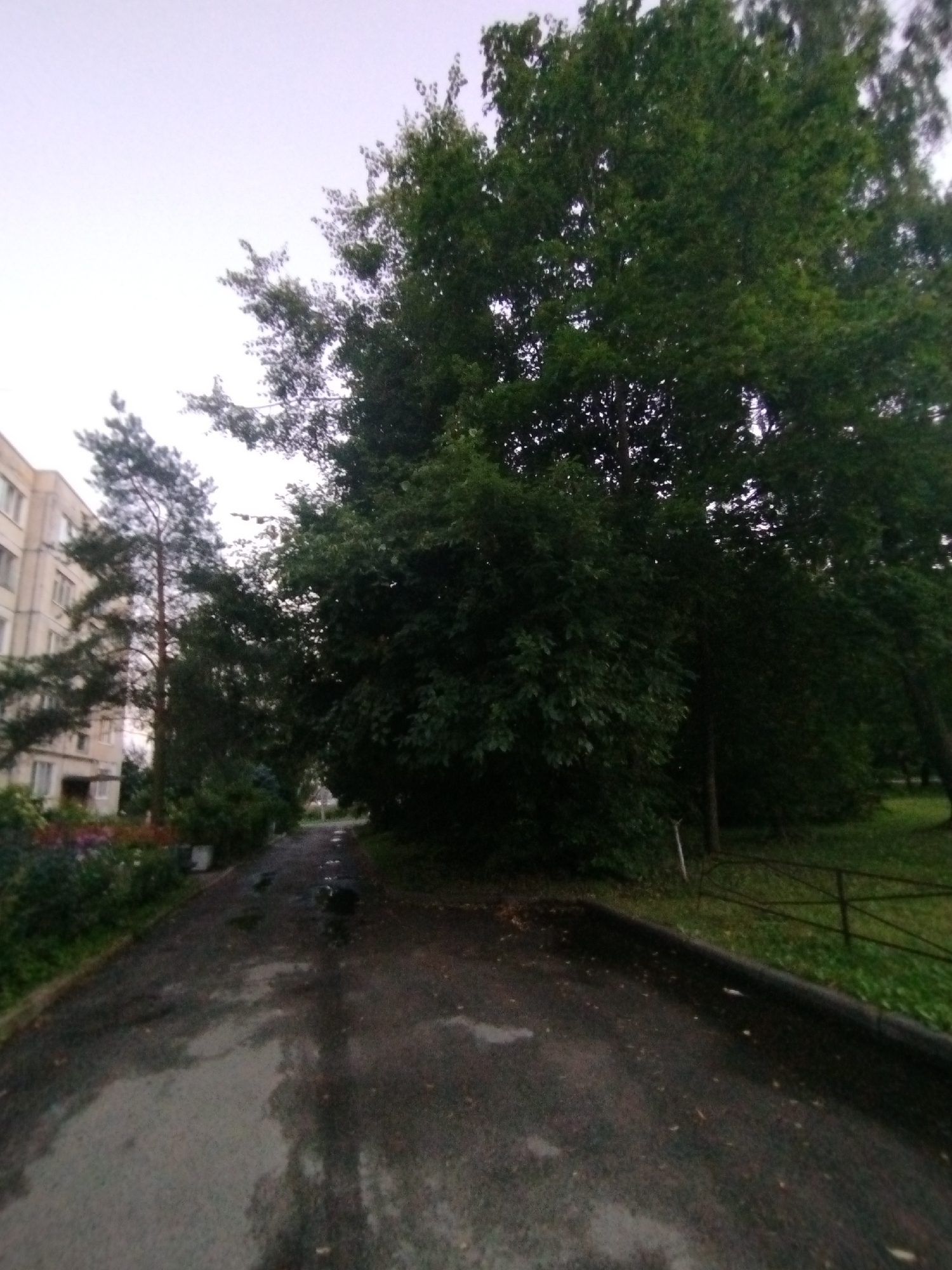 The image depicts an outdoor scene, likely in a residential area of Pargolovo, Russia, with a focus on a paved path. The path appears to be wet, with visible puddles and darker patches indicating moisture or discoloration. It curves slightly to the right and leads into the distance.
On the left side of the path, a multi-story building with numerous windows is partially visible, suggesting an apartment complex. Adjacent to the building, a line of trees and bushes with some flowering plants is present. A tall, slender pine tree stands out amongst the foliage.
To the right of the path, a dense canopy of large, leafy trees dominates the scene, casting shadows and creating a darker atmosphere. A simple metal fence separates the grassy area from the path. The sky is overcast and light, indicating a cloudy day. No people are visible in the image.