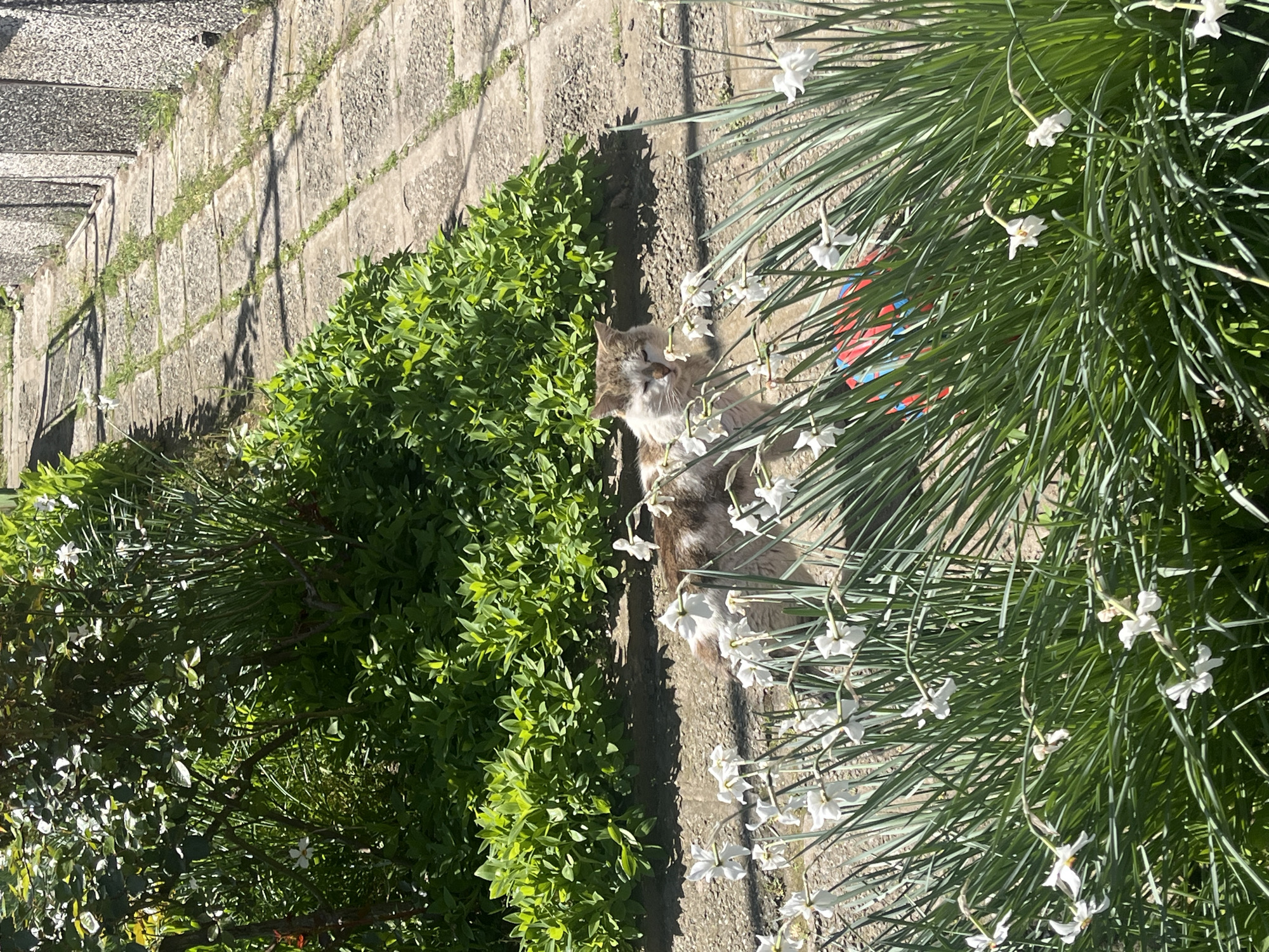 A high-angle outdoor shot shows a cat lying on a concrete surface between greenery in what appears to be a garden or cultivated area. The cat, which is a mix of brown, grey, and white, is lying stretched out, with its head towards the upper-left of the frame. The cat is located between a row of dense green shrubbery on the left and a patch of slender, grass-like plants with small white flowers on the right. The concrete surface appears to be a pathway, bordered by a wall constructed of textured concrete blocks. The photograph is taken in daylight, with the scene generally well-lit. Based on the available information, the location is presumed to be in the city of Kozanovo, Bulgaria.