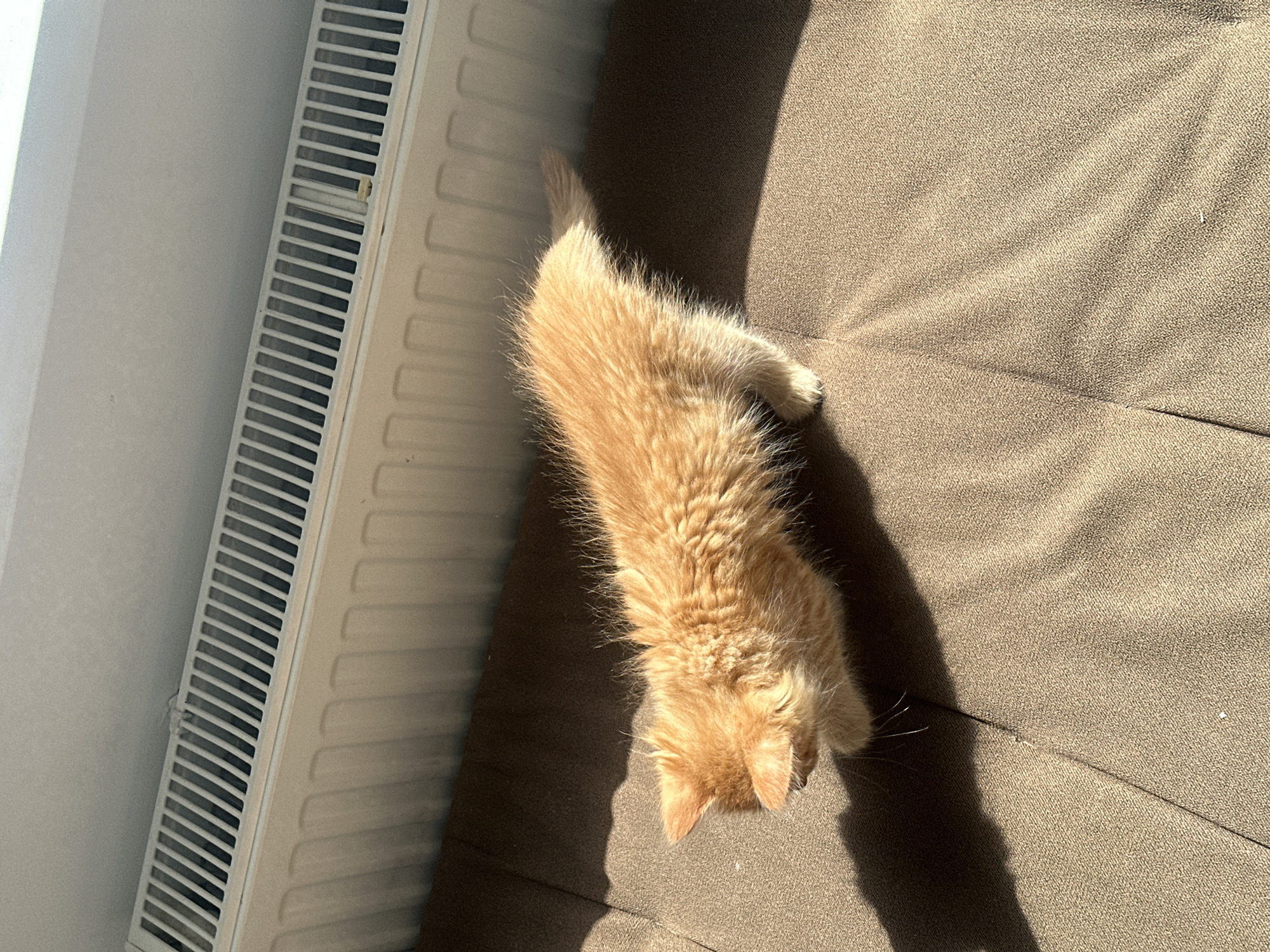 An orange tabby kitten is lying on a brown couch next to a white radiator in a room with white walls. Sunlight is streaming in and casting shadows on the couch. The exact location in Moscow, Russia is not discernible from the image.