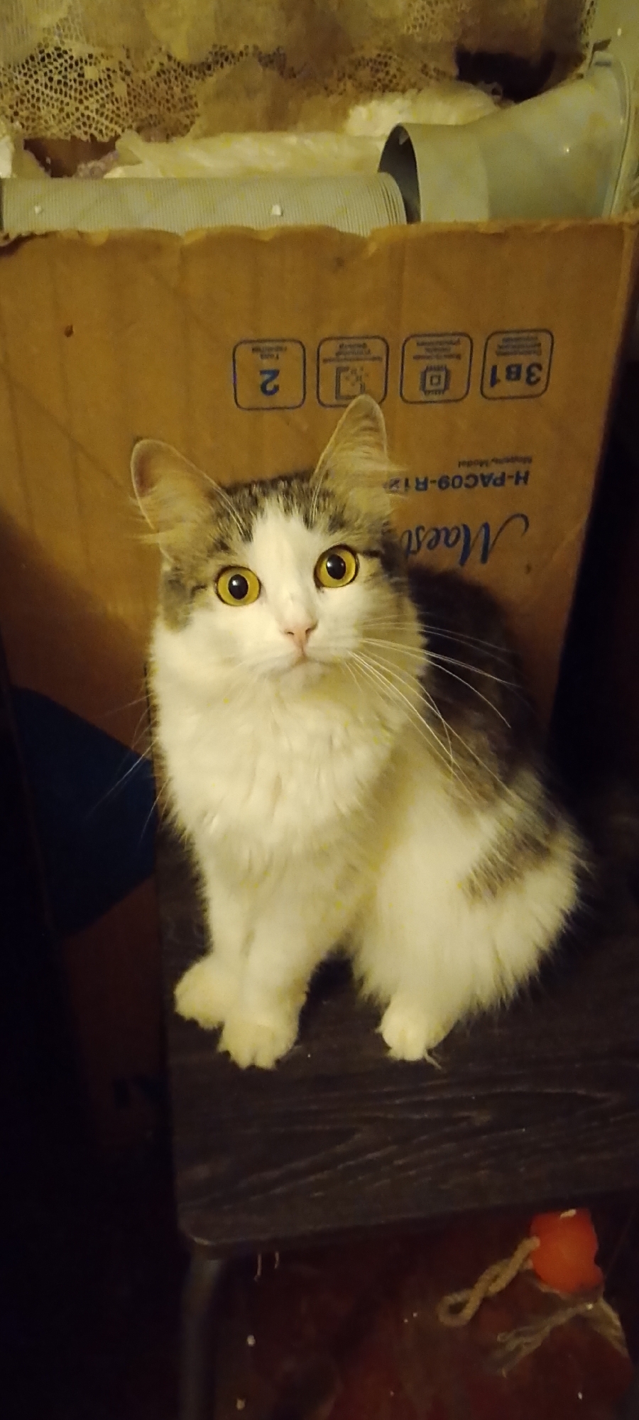 An indoor, eye-level, medium shot shows a domestic cat with white and gray tabby markings, sitting on a dark wooden surface. The cat has large, yellow eyes and is looking directly at the camera. Its fur appears slightly disheveled, with some yellow specks visible. Behind the cat is a large, tan cardboard box with some printed text and symbols, including the number "2" and "3B1". The box appears to be a container for some type of home appliance, possibly insulation material. The background is dimly lit and suggests an indoor environment, possibly a storage area or room in a residential building. The overall impression is that of a casual snapshot taken within a home. The image does not provide any specific information that would allow for the localization of Belgorod, Russia, as the setting is generic and lacks any discernible landmarks or identifying features.