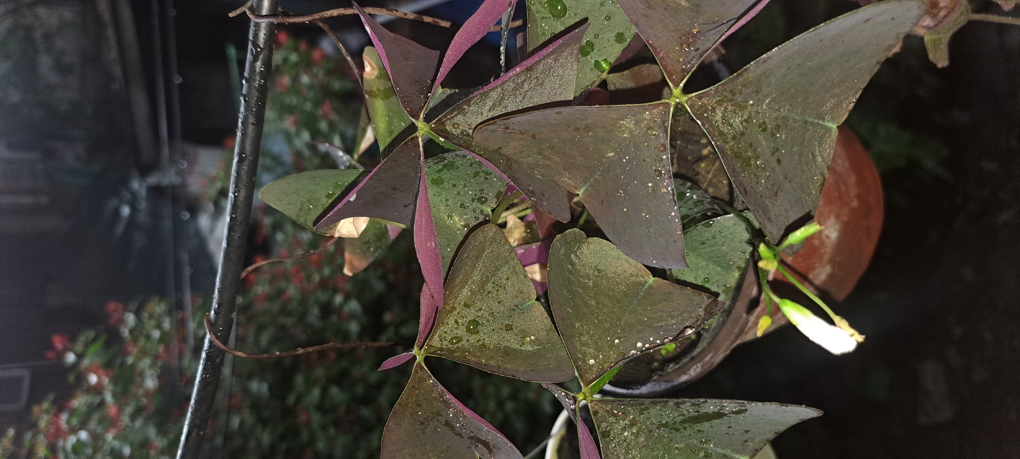 The image displays a close-up view of a purple shamrock plant (Oxalis triangularis) in a pot, likely on a balcony or porch, given the presence of a metal railing and a blurred background suggesting an urban environment with greenery and possibly buildings. Water droplets are visible on the heart-shaped, tri-lobed leaves, indicating recent rain or watering. One small white flower with green sepals is blooming, along with a few buds. The lighting is dim, suggesting it may be evening or early morning. The background is out of focus, with hints of red foliage and darker structures. The location is identified as Mandaluyong City, Philippines.