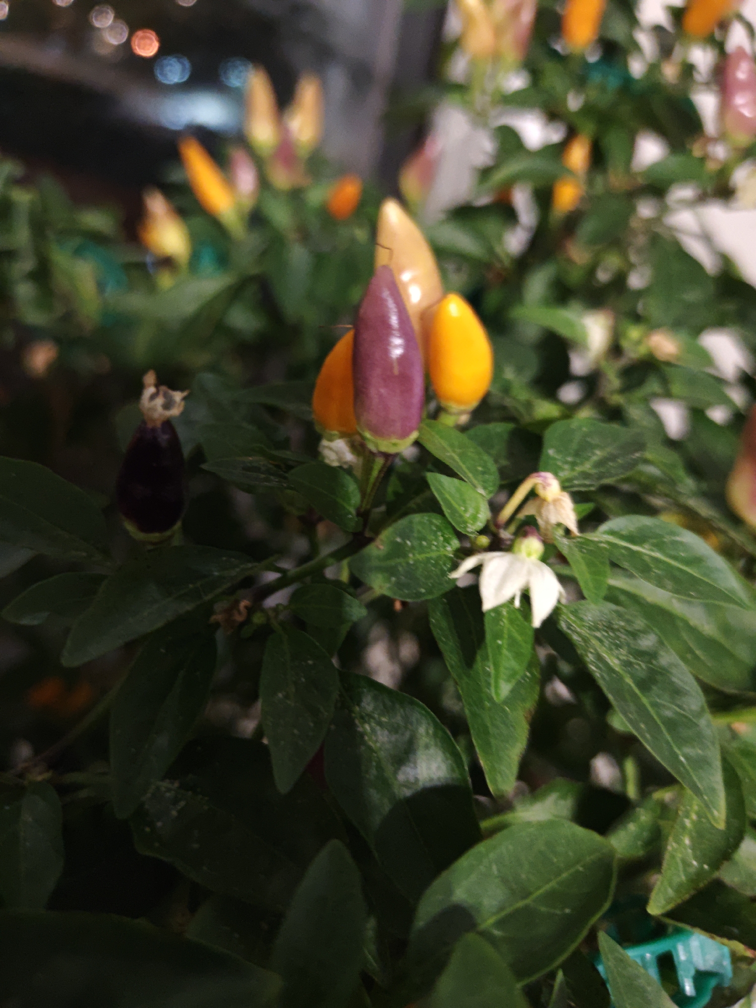 This is a close-up, low-angle, eye-level shot of a small ornamental chili pepper plant. The plant has several small chili peppers in various stages of ripeness, ranging in color from dark purple to orange and yellow. There is also a small white flower with yellow stamen. The leaves are dark green and appear slightly dusty. In the background, there are blurred bokeh lights, suggesting an artificial light source or lights from a building. The image does not depict any specific identifiable urban environment or any indicators of the city of Shcherbinka, Russia.