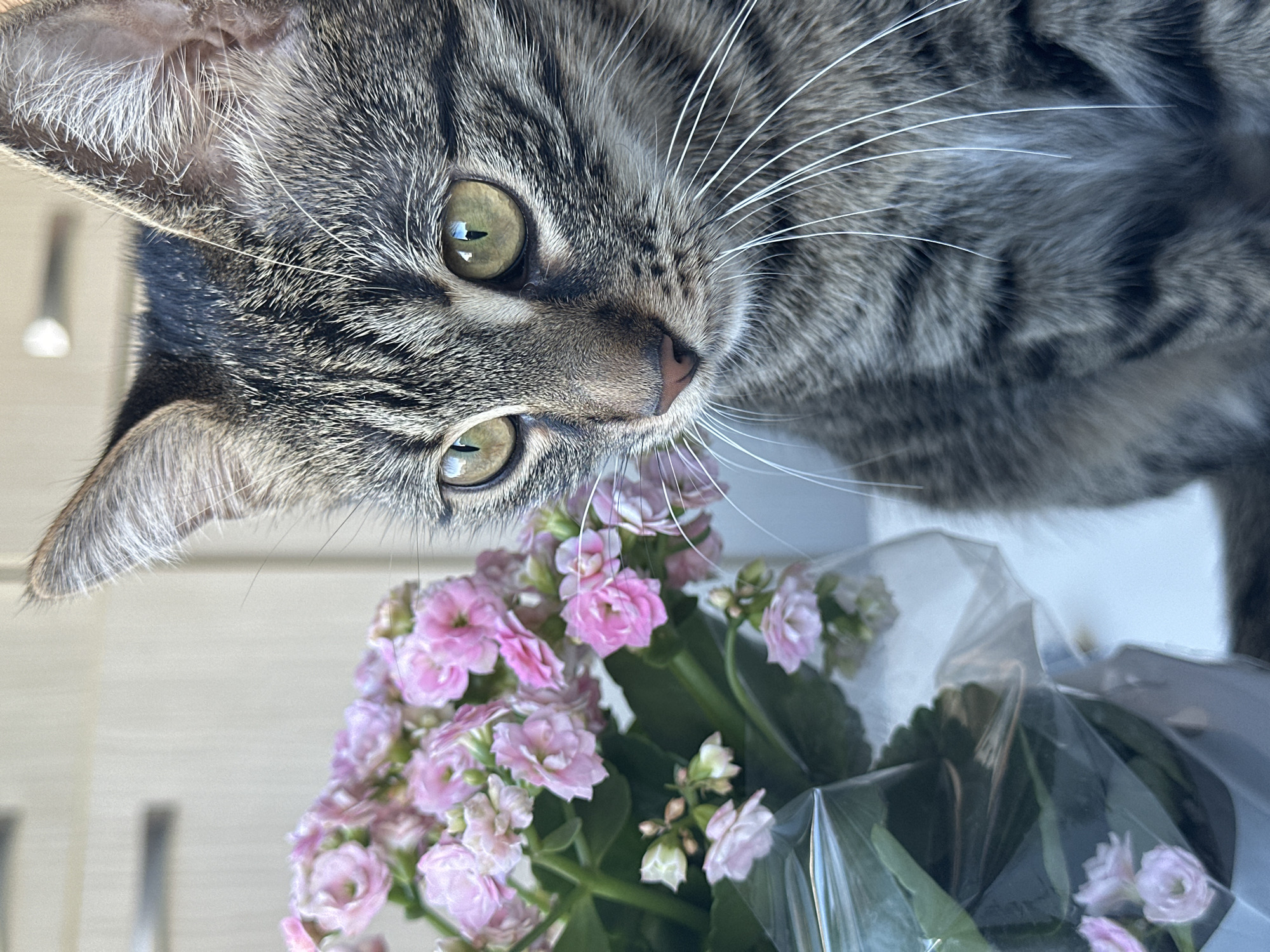 A close-up shot shows a tabby cat with striking green eyes sitting next to a small potted plant with pink flowers. The cat's head is turned to the right, with its whiskers prominently displayed. The background is blurred, but appears to be an indoor setting with a light-colored wall and what might be furniture. The lighting suggests it is daytime, possibly near a window. There are no identifiable locations or context related to Sofia, Bulgaria.