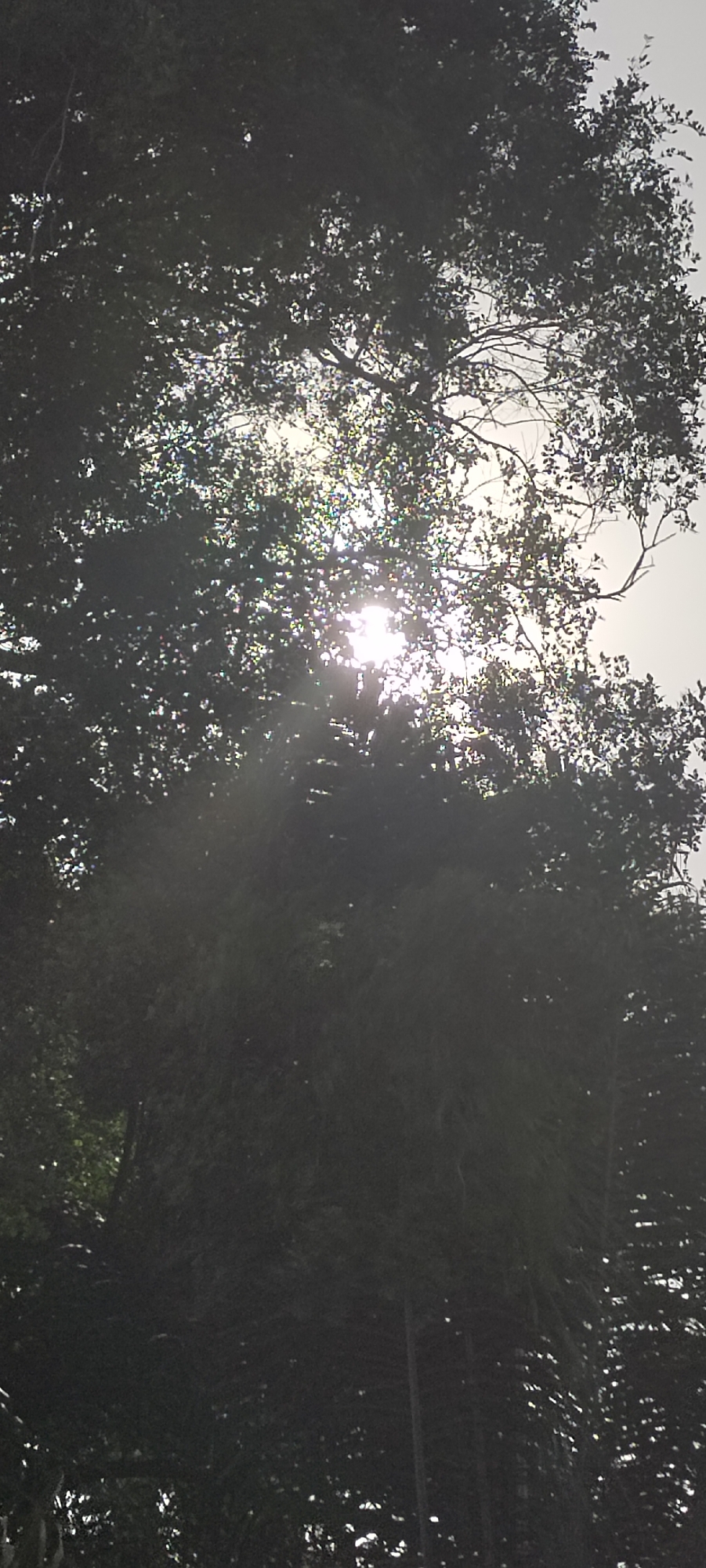 The image shows a dappled sunlight effect filtering through the dense foliage of trees. The sun is partially obscured, creating bright rays and lens flare. The scene appears to be an outdoor environment, likely a park or a wooded area. There are no people or specific objects clearly identifiable besides the trees and sunlight. The overall impression is one of natural light interacting with vegetation.