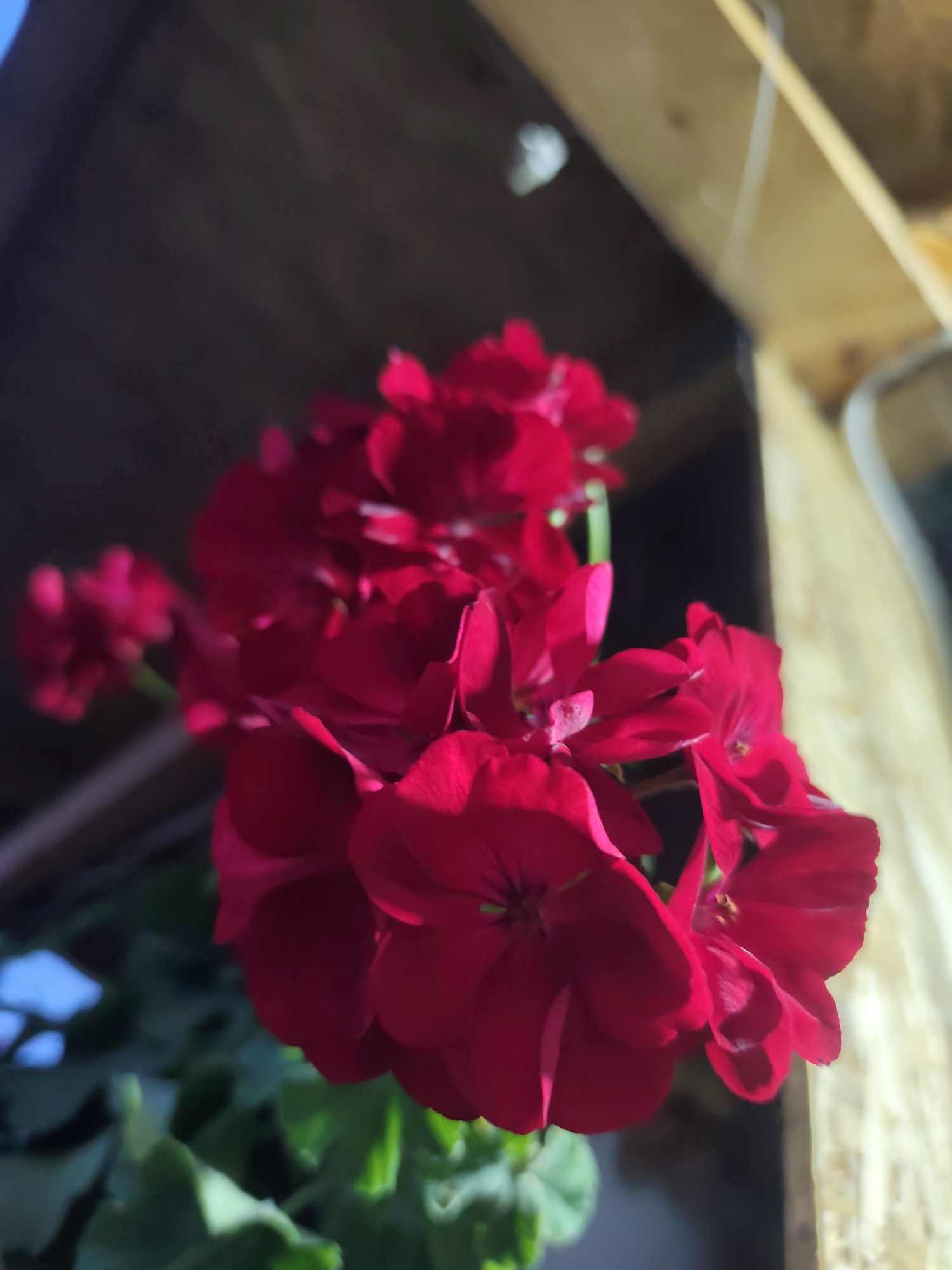 The image displays a cluster of vibrant magenta-red flowers, consistent with the Pelargonium genus (geraniums), in sharp focus, occupying the central and lower-right portions of the frame. Multiple individual blooms are visible, exhibiting detailed petal texture and some central anthers. The background is divided into two primary, out-of-focus sections. The upper-left background is dark and indistinct, suggesting shadow or an interior space, with blurred green foliage visible in the lower-left corner and a small, bright blue segment (possibly sky) at the extreme bottom-left. The upper-right background features a light-colored wooden structural element, appearing as a beam or panel with visible grain, running diagonally. A thin, white, linear object, likely a wire or string, is visible against this wooden background. Strong directional lighting illuminates the flowers, creating highlights on the petals. The scene is located in the city of Rosno, Bulgaria. No people are present.