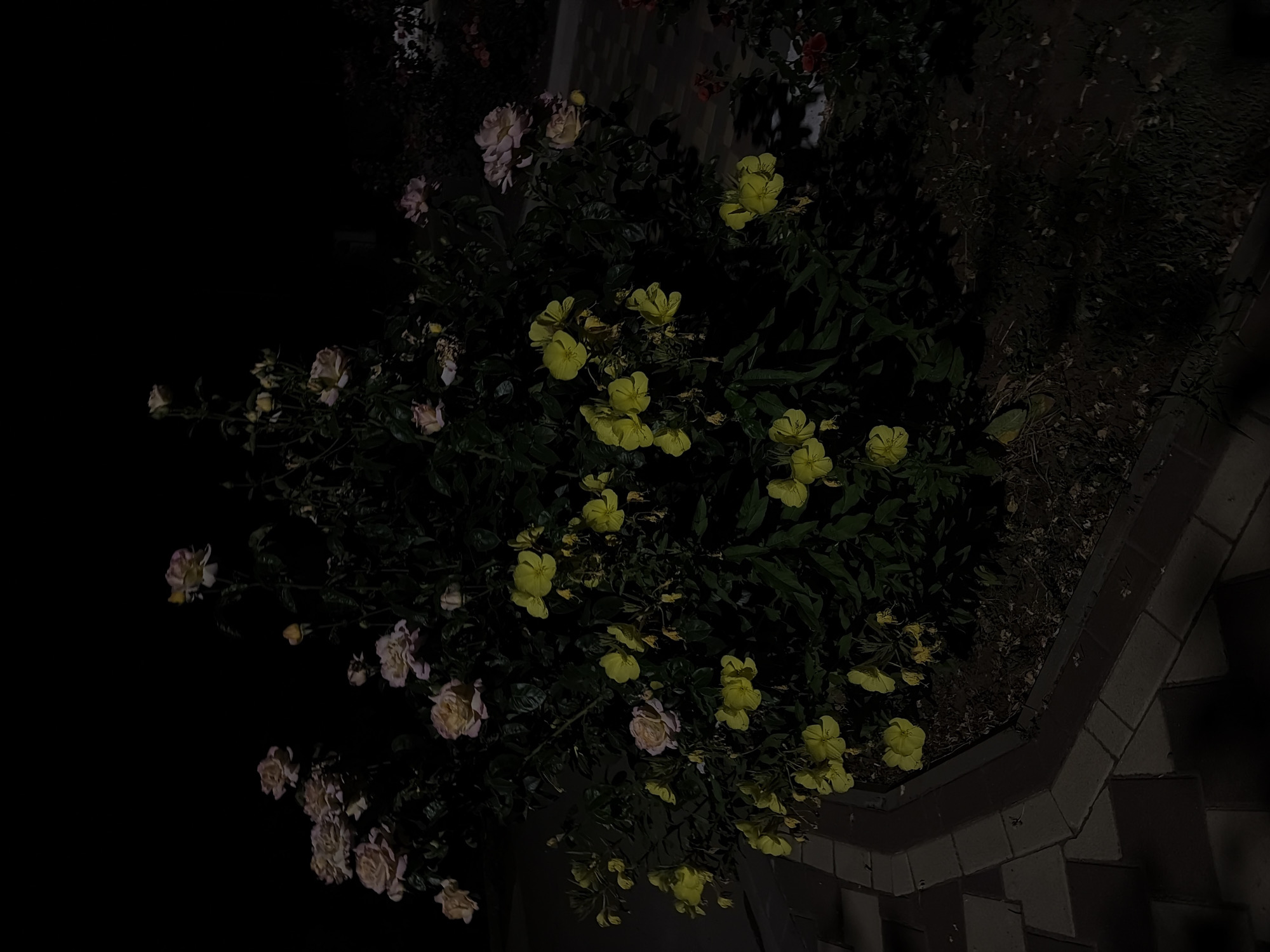 A bush with pink and yellow flowers is seen at night in an outdoor setting. The flowers are illuminated by an unseen light source, casting shadows on the surrounding dark foliage and the patterned brick walkway in the foreground. The environment appears to be a garden or park within the city of Unknown, Unknown. No people are present in the scene.