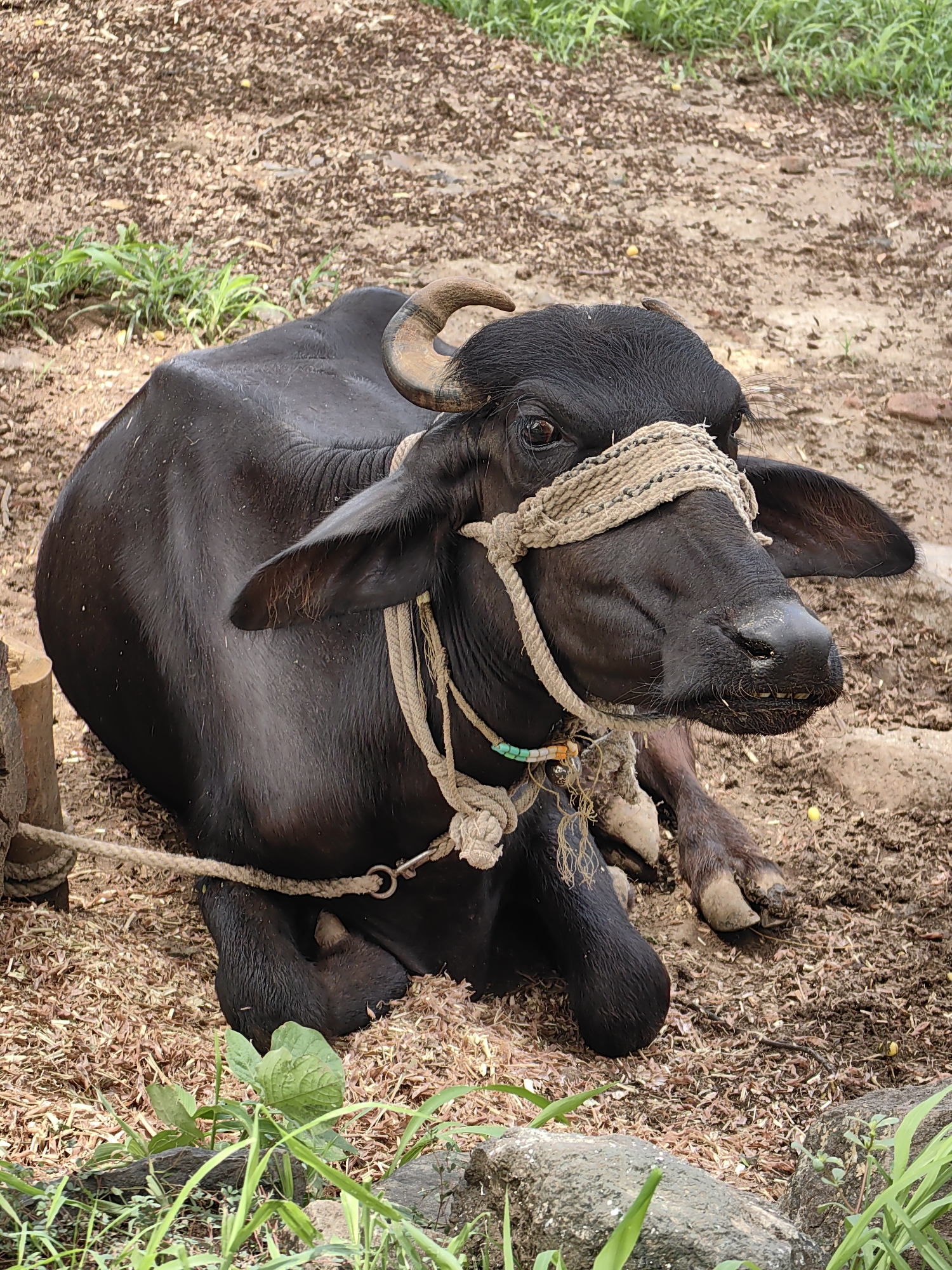 A black water buffalo is lying on a ground covered with wood shavings and dirt in Mhaiswadi, India. The buffalo is facing to the right, with its head slightly turned towards the viewer. It has a rope tied around its forehead, passing over its eyes, and another rope around its neck. The buffalo has short, curved horns and large ears. Its body is muscular and dark. In the foreground, there are green plants and some rocks. The background consists of more dirt and wood shavings. The overall scene appears to be outdoors, possibly on a farm or rural area.