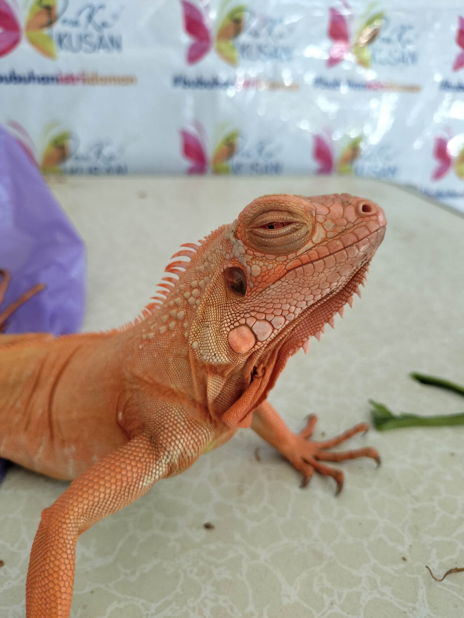 A close-up, eye-level shot features an orange iguana with its eyes closed. The iguana is positioned on a light-colored surface, possibly a table, with its body extending towards the left and its head facing the right. A blurred purple object is visible to the left of the iguana, and a blurred green leafy object is present to the right. In the background, a banner with stylized butterfly graphics and text that includes "KUSAN" is visible. The overall environment suggests an indoor setting, potentially a market or event space in Karang Indah, Indonesia, given the text on the banner.