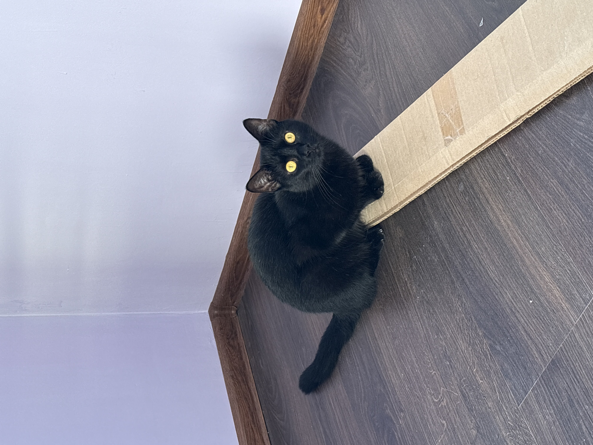 A black cat with bright yellow eyes sits on a cardboard ramp in a room with dark wooden floors and light purple walls. The cat is positioned on the ramp, facing the camera, with its tail extended behind it. The ramp is placed on the floor, angled diagonally from the foreground towards the left. The room appears to be a corner of a room, with the floor meeting the walls at a right angle. The lighting suggests it is daytime.