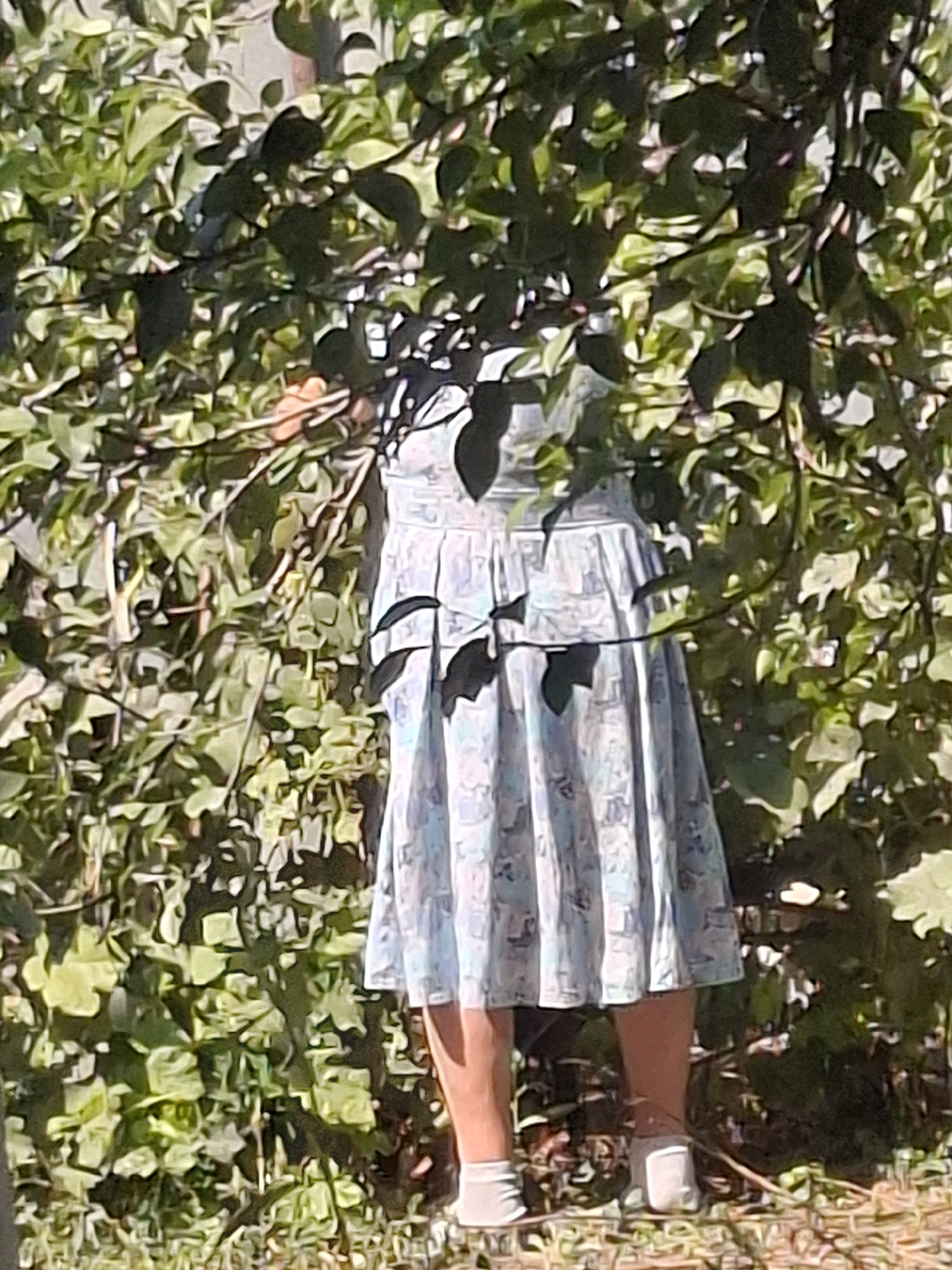 An unidentified individual, wearing a light-colored floral print dress and white socks with white sneakers, stands partially obscured by lush green foliage. The individual's head and upper body are hidden by leaves and branches. The setting appears to be outdoors, possibly a garden or park, with dappled sunlight filtering through the leaves. The background is filled with dense green leaves and branches. The ground is covered in a mixture of dry leaves and dirt, with hints of grass. The image is taken from a medium distance, focusing on the lower half of the individual and the surrounding vegetation. No specific landmarks or indications of Almaty, Kazakhstan are visible in the image.