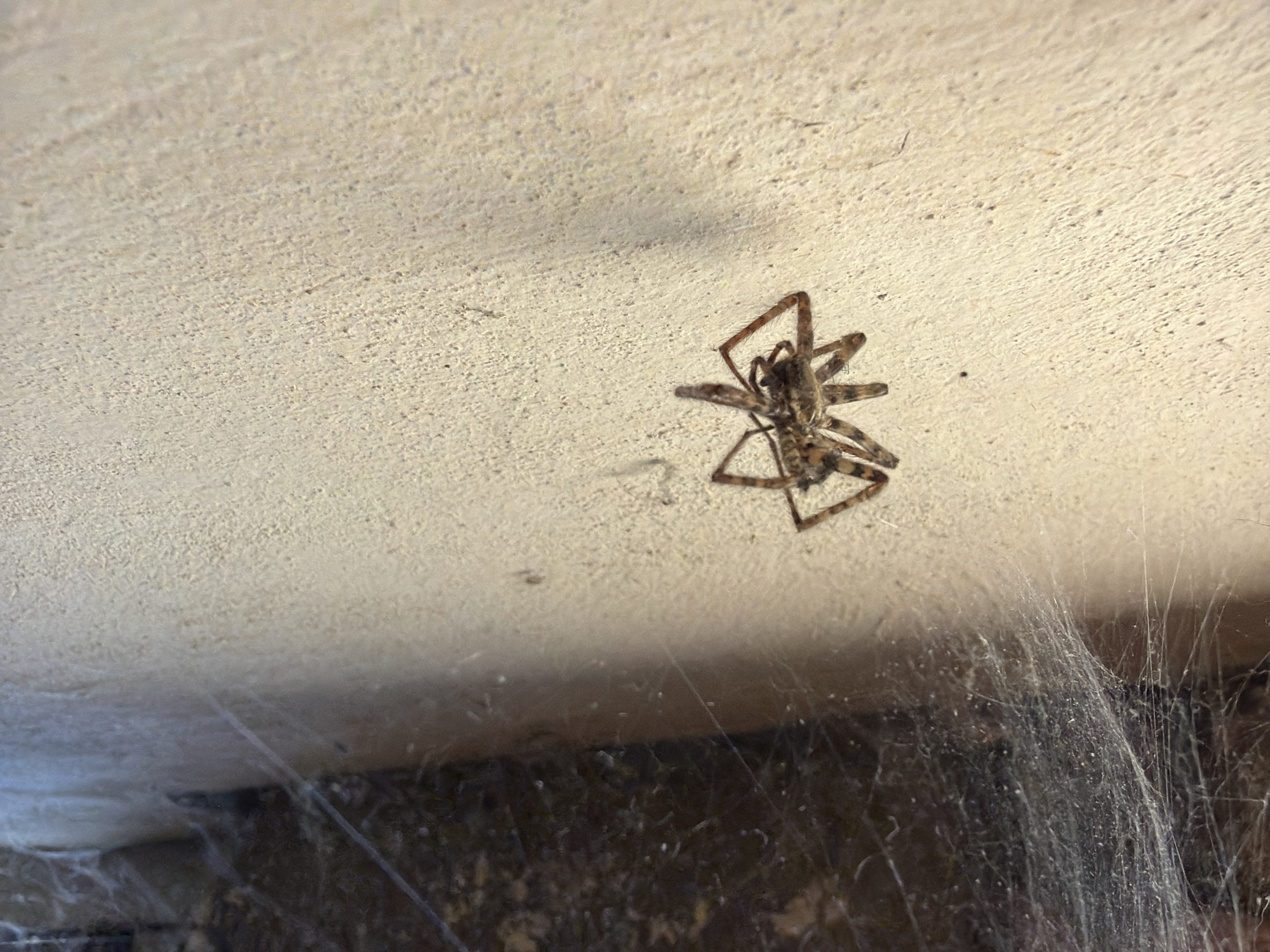 A spider is on the ceiling. Below is a corner with cobwebs. The location in Blagoevgrad, Bulgaria, is not evident.
