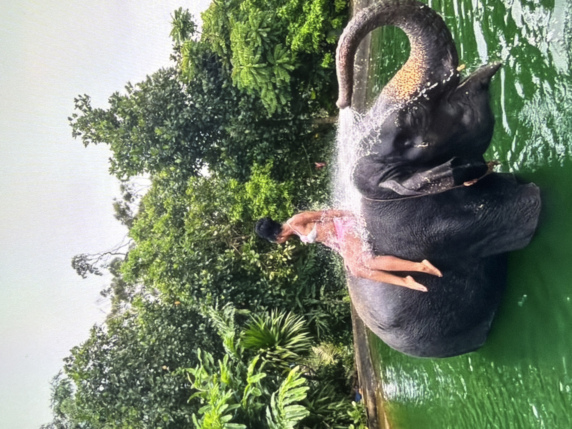 An outdoor photograph, rotated diagonally, captures an interactive scene between a woman and an elephant in a body of water, set against a backdrop of dense tropical foliage.
The main subjects are a large, dark-skinned elephant and a woman. The elephant is partially submerged in bright green water, with its head and upper body visible. Its trunk is raised, actively spraying a stream of water, creating a shower effect over its own head and the woman. The woman, who has dark hair pulled back, is seated on the elephant's back, facing forward. She is wearing a light-colored two-piece swimsuit.
The background is dominated by lush, vibrant green trees and various tropical plants, suggesting a jungle or forested environment. The upper left part of the image (when viewed upright) shows a bright, light sky, indicating it is daytime, possibly under overcast conditions given the lack of harsh shadows. The water body appears to have a concrete or stone edge. No visible text is present. The scene suggests an recreational or bathing activity involving the elephant and person.