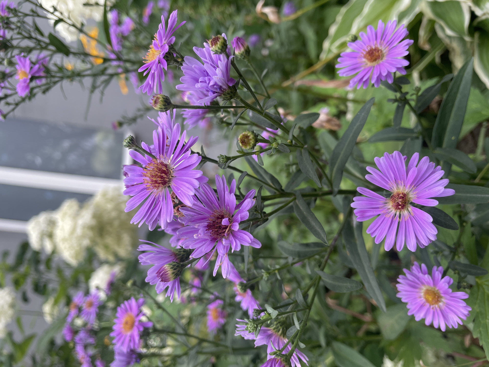 The image shows a close-up view of purple asters in a garden setting. The flowers are in various stages of bloom, with some fully open and others still in bud. They have numerous thin, ray-like petals that radiate from a central disk. The petals are a vibrant shade of purple, and the central disks are a mix of reddish-brown and yellow. The flowers are clustered on green stems with dark green, elongated leaves.
In the background, there is a blurred white flower cluster, possibly hydrangeas, and a hint of yellow flowers. A portion of a building with a window is also visible, suggesting an urban or suburban garden. The lighting is soft, indicating it could be overcast or late afternoon.
There are no people or animals visible in the image. The scene is purely botanical. The composition focuses on the intricate details of the asters, with a shallow depth of field that blurs the background and emphasizes the flowers in the foreground.
The location is identified as Brest, Belarus.