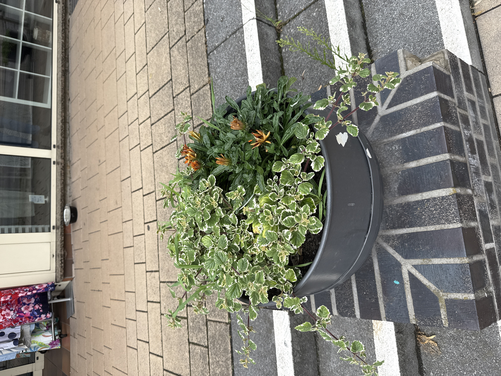The image shows a close-up, high-angle view of a planter filled with plants, including orange-flowered gazanias and a trailing plant with variegated green and white leaves. The planter is a dark gray, oval-shaped pot. It sits on a paved surface composed of light brown rectangular tiles and darker gray speckled tiles separated by white lines. To the left of the planter, a portion of a building is visible, featuring a large window with white framing and mullions, and a cream-colored door. Below the window, a rack holds several folded items with colorful patterns, possibly fabric or towels.
The scene appears to be outdoors, with daylight casting shadows, suggesting it is daytime. The ground is dry. The building facade and the style of the paving stones are common in urban or suburban settings. The planter is positioned near a dark brick structure with white lines accentuating its corner. The overall impression is of a well-maintained outdoor area, possibly a patio, balcony, or garden. No people are visible, and the focus is on the plants and their surroundings. There is no visible text in the image.