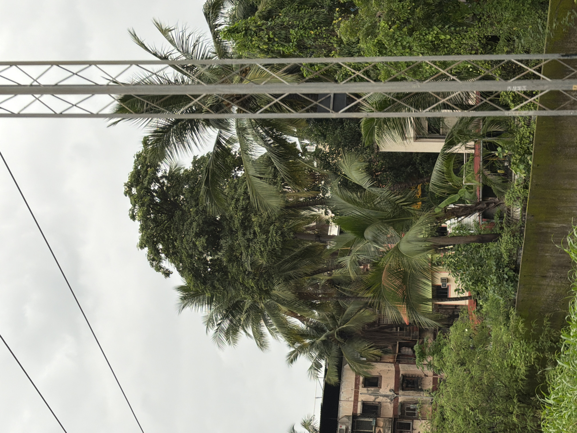The image depicts an outdoor scene, likely in Vasai-Virar, India, characterized by a cloudy sky and lush vegetation. In the foreground, a tall metal lattice tower stands vertically on the right side, partially obscuring the view. To the left of the tower, several coconut palm trees with their distinctive fronds are prominent. Behind the palms, a multi-story building with a faded yellowish facade and visible windows can be seen. Further behind, a denser cluster of trees, including a large, dark green tree, dominates the middle ground. A low, moss-covered wall runs horizontally across the bottom of the image, with tall grass growing in front of it. Overhead, three dark, parallel lines, possibly power lines, stretch across the sky. The overall impression is one of a tropical or sub-tropical urban environment with significant greenery.