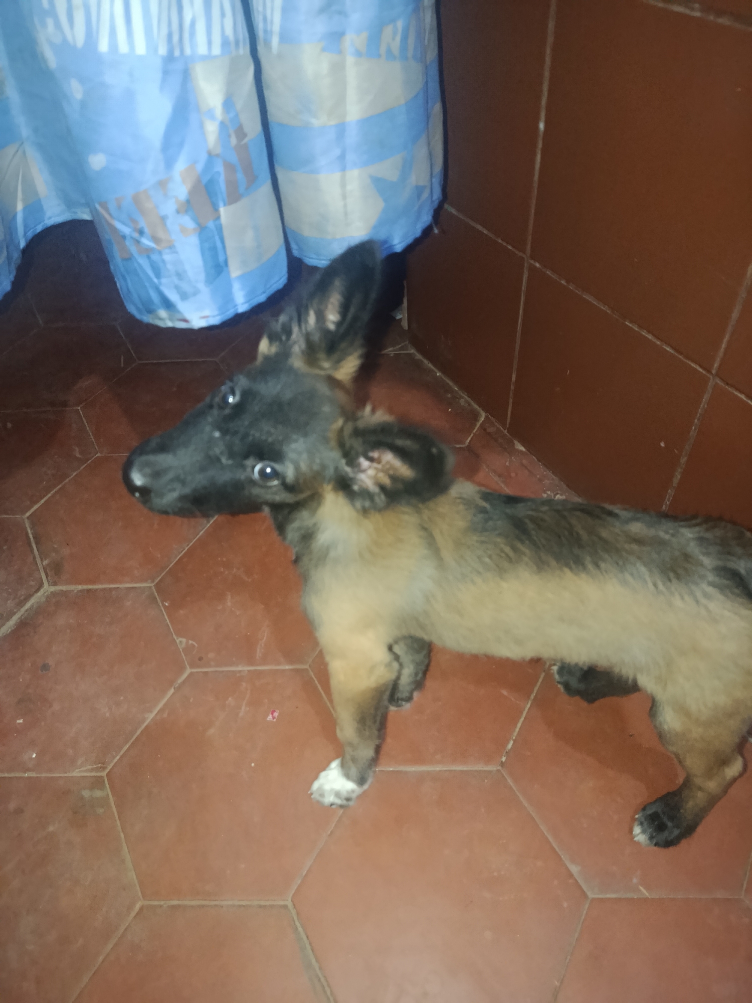 The image depicts a small dog, possibly a young Belgian Shepherd mix, standing on a red hexagonal tiled floor. A blue and white patterned curtain hangs in the background to the left, and brown tiled walls are visible on the right. The dog is tan and black with erect ears and is looking to the left. The location is unknown.