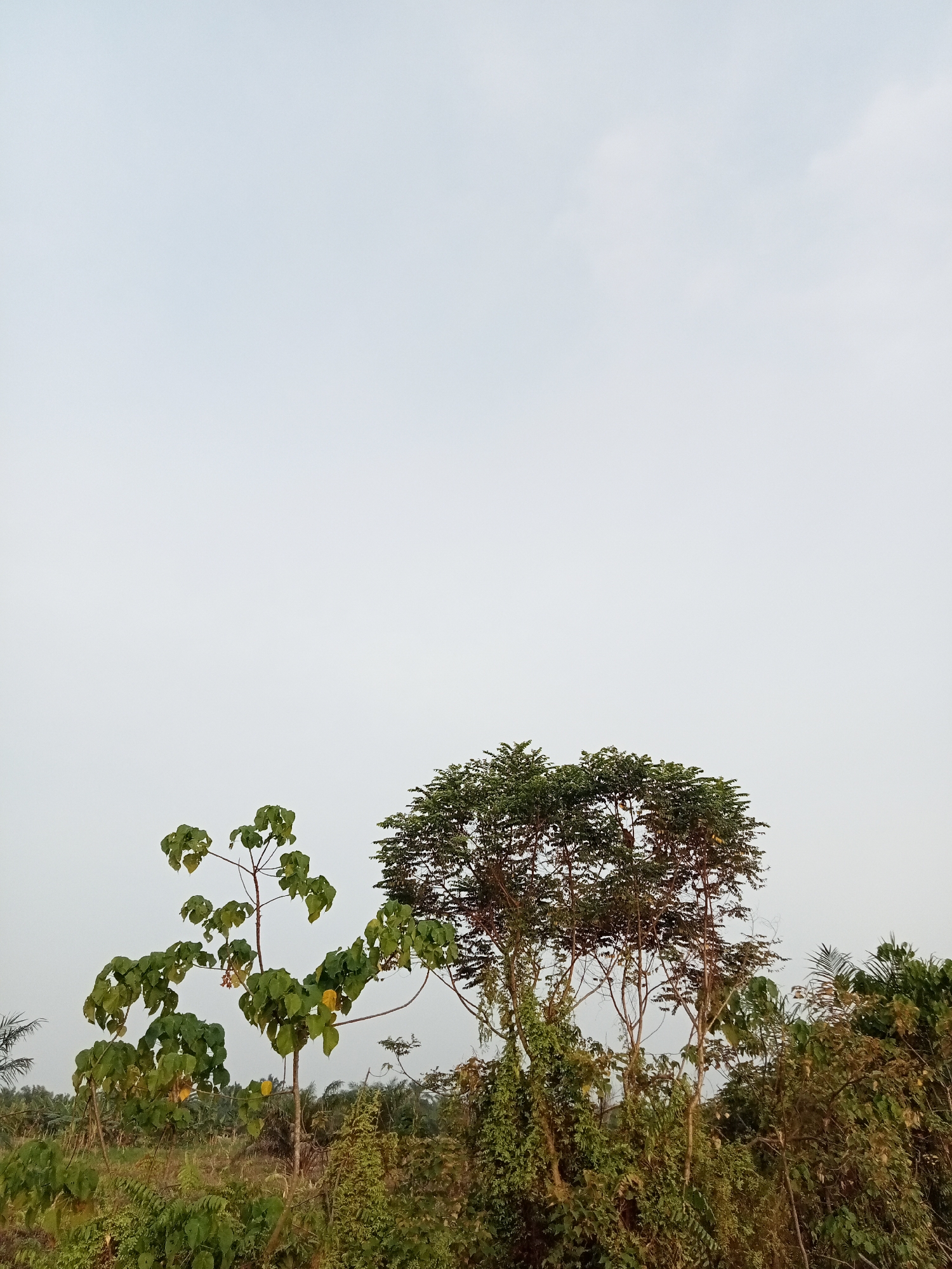 A medium shot captures a scene of lush vegetation under a pale, overcast sky. The image is dominated by the natural landscape with the sky taking up the majority of the upper frame. In the lower portion of the image, several trees and plants are visible. To the left, a young tree with large, green, heart-shaped leaves stands out. Its branches are spread wide, and a few yellow leaves are scattered among the green. To the right of this, a more mature tree with a dense canopy of dark green leaves is prominent. The background features a dense thicket of various plants and trees, suggesting a natural or semi-wild environment. The overall lighting is soft and diffused, indicative of an overcast day. The location is identified as Teluk Kenidai, Indonesia.