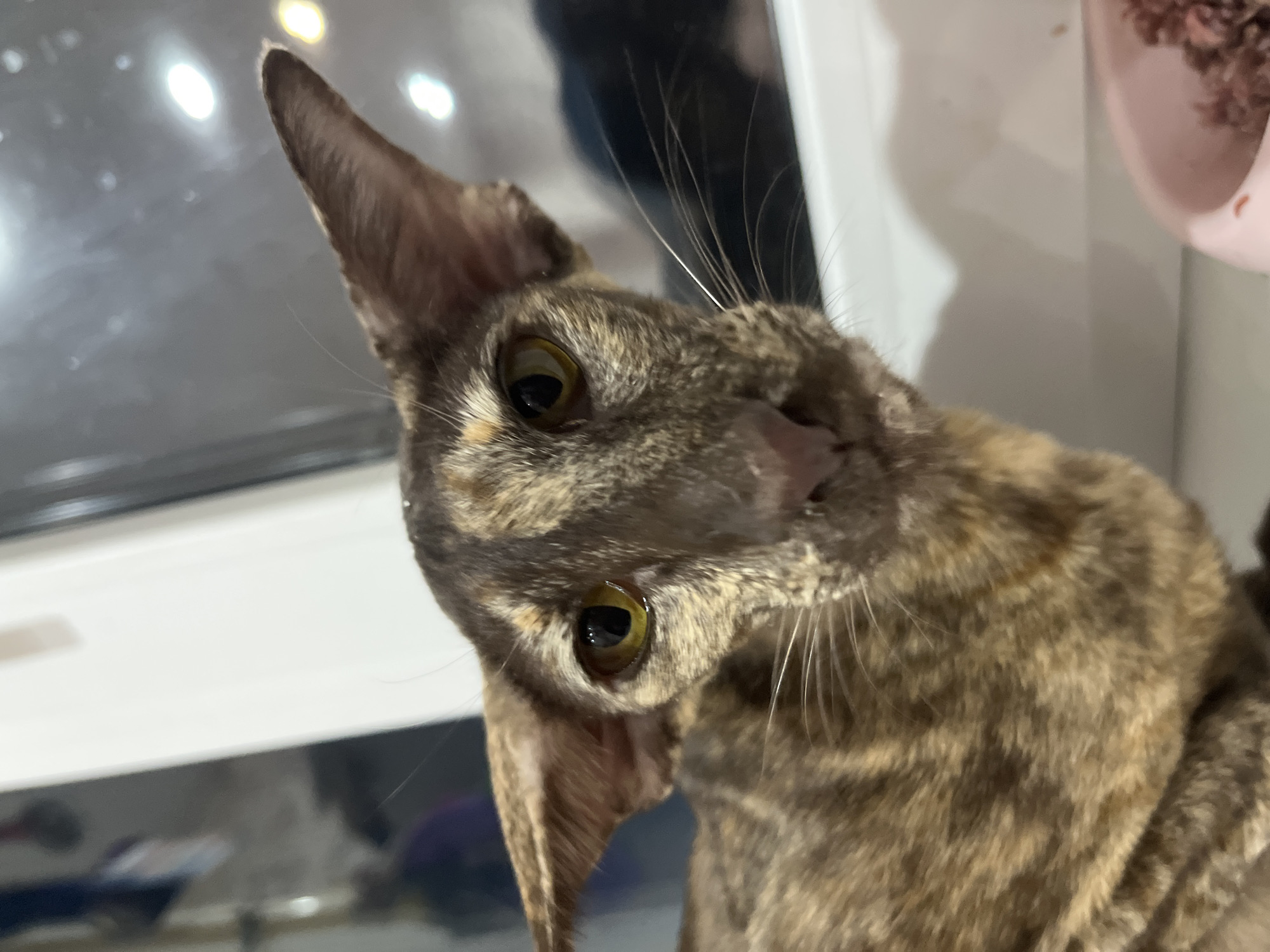 A close-up shot of a brown and tan tabby cat with large, pointed ears tilted to the left, staring intently into the camera. The cat is positioned near a window, and a pink object possibly a pet bowl is visible in the upper right corner. The image was taken indoors. The location is in the city of Chaikovsky, Russia.