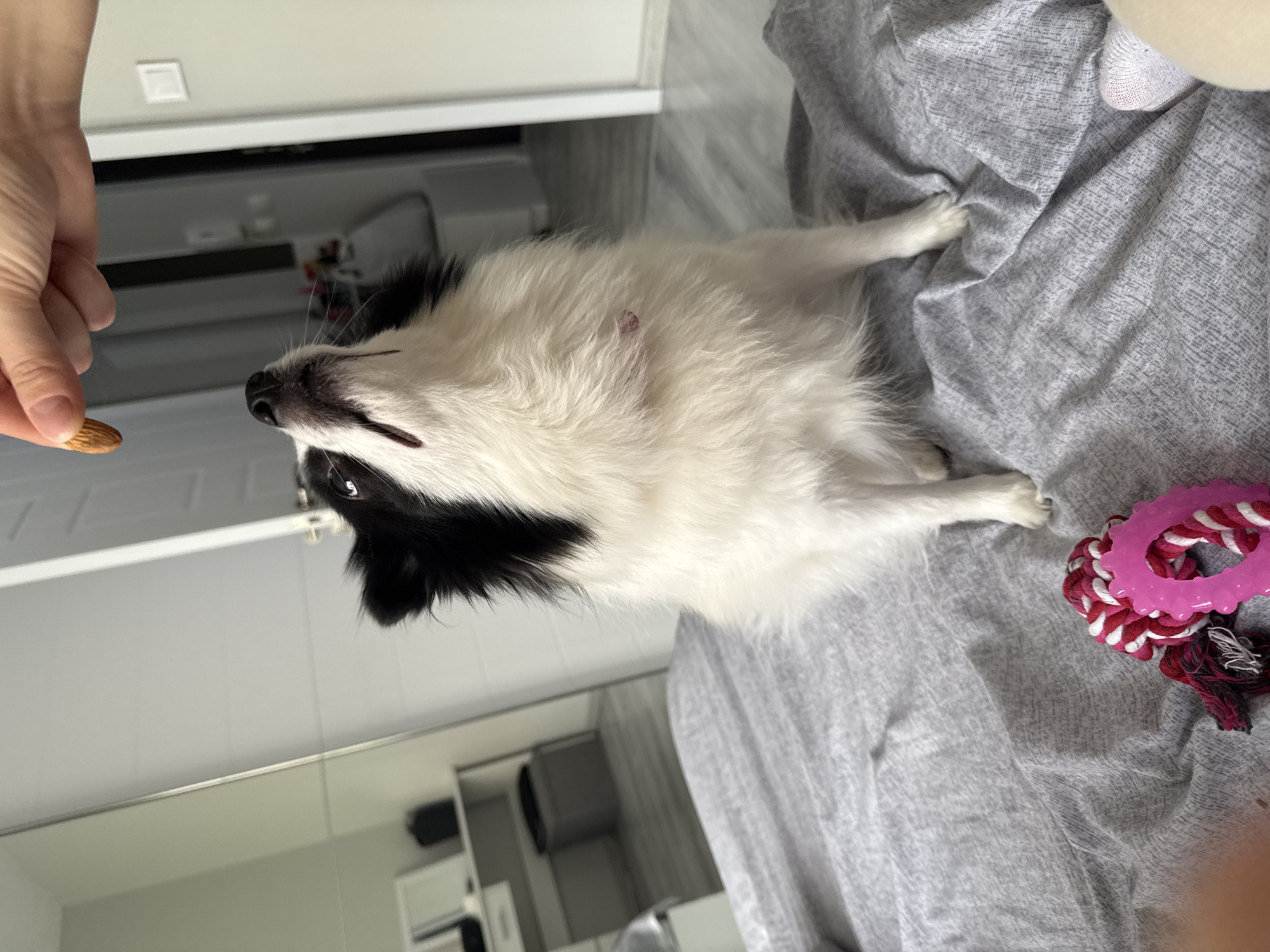 A black and white medium-sized dog lies on a grey wrinkled bedspread indoors. Next to the dog is a red and white rope toy with a pink rubber ring. A hand reaches into the frame offering the dog what appears to be an almond. The background includes a mirrored wall revealing a glimpse of a modern bathroom. The location cannot be determined to be Stara Zagora, Bulgaria from the image.