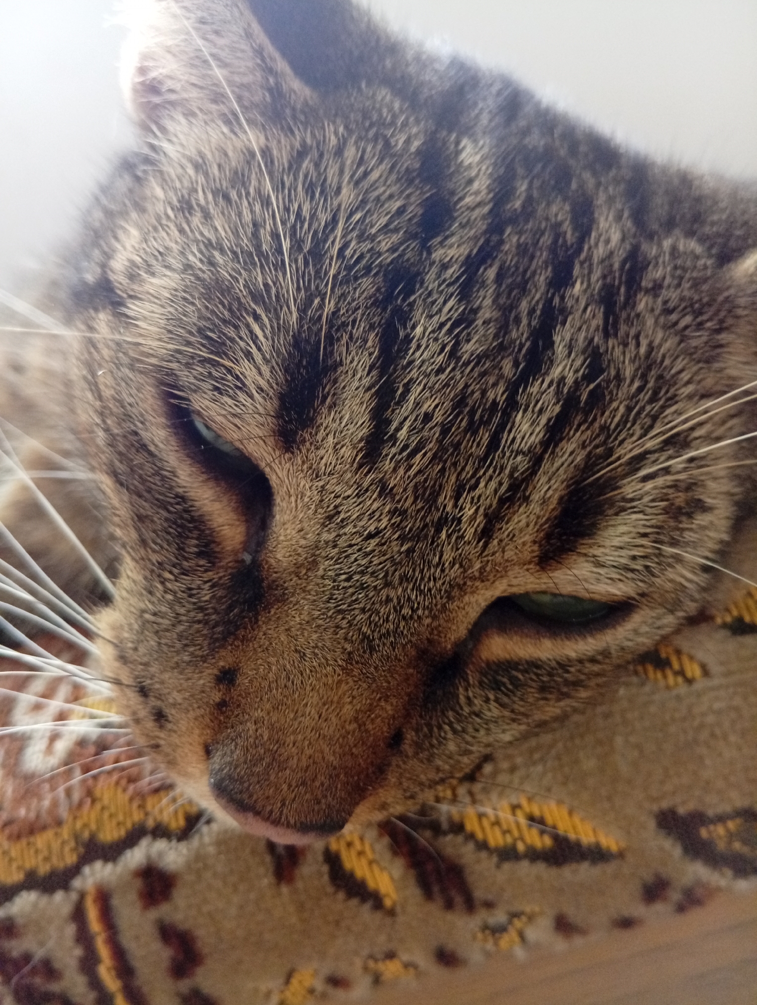 The image is a close-up, low-angle shot of a tabby cat's face as it rests on a patterned surface. The cat's eyes are partially closed, and its fur exhibits a striped pattern of brown, black, and tan. The patterned surface beneath the cat appears to be a textile, possibly a blanket or upholstery, with abstract designs in shades of brown, yellow, and black. The lighting suggests an indoor environment. The image does not provide any information or visual cues to determine its location in the city of Wrocław, Poland, or any specific environmental context beyond what is visible of the cat and its immediate resting surface.