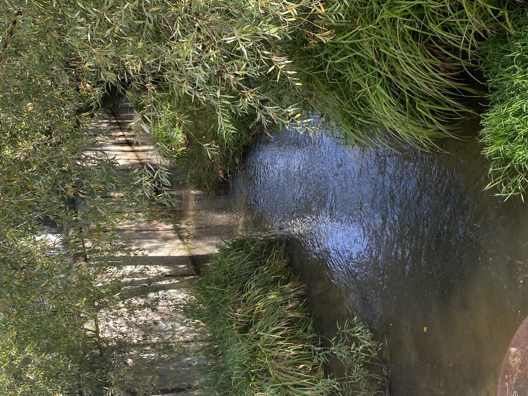 A narrow, calm body of water flows through a channel lined with concrete walls. Lush green grass and willow trees with long, drooping branches overhang the water on both sides. The concrete walls appear weathered and have some graffiti on them. Sunlight filters through the leaves of the trees, casting dappled shadows on the water and walls. The water itself is dark and reflects the sky and surrounding foliage. In the foreground on the left, a section of a rusty, circular metal object is visible at the edge of the water. The scene depicts a natural, somewhat overgrown waterway within an urban or suburban environment. This location is in Chaikovsky, Russia.