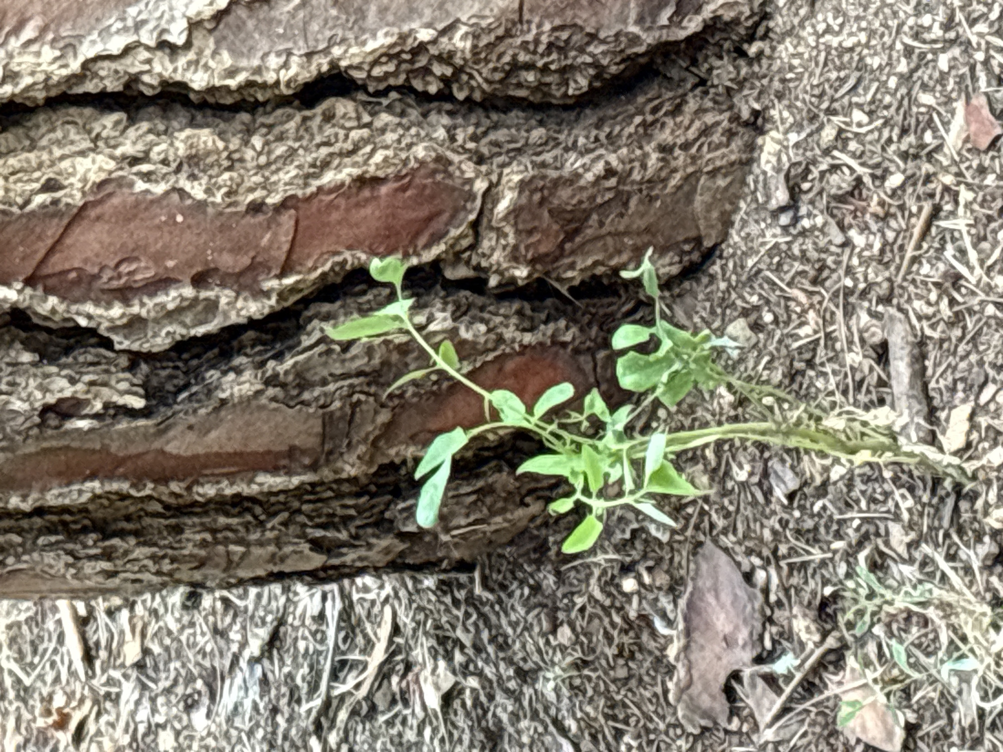 A close-up shot captures a young green sprout growing at the base of a large tree. The sprout has delicate leaves and a thin stem, contrasting with the rough, textured bark of the tree. The ground around the sprout and tree is covered in dry leaves, twigs, and loose soil. The lighting suggests an outdoor environment, possibly in a park or forest. There are no people or animals visible in the image.