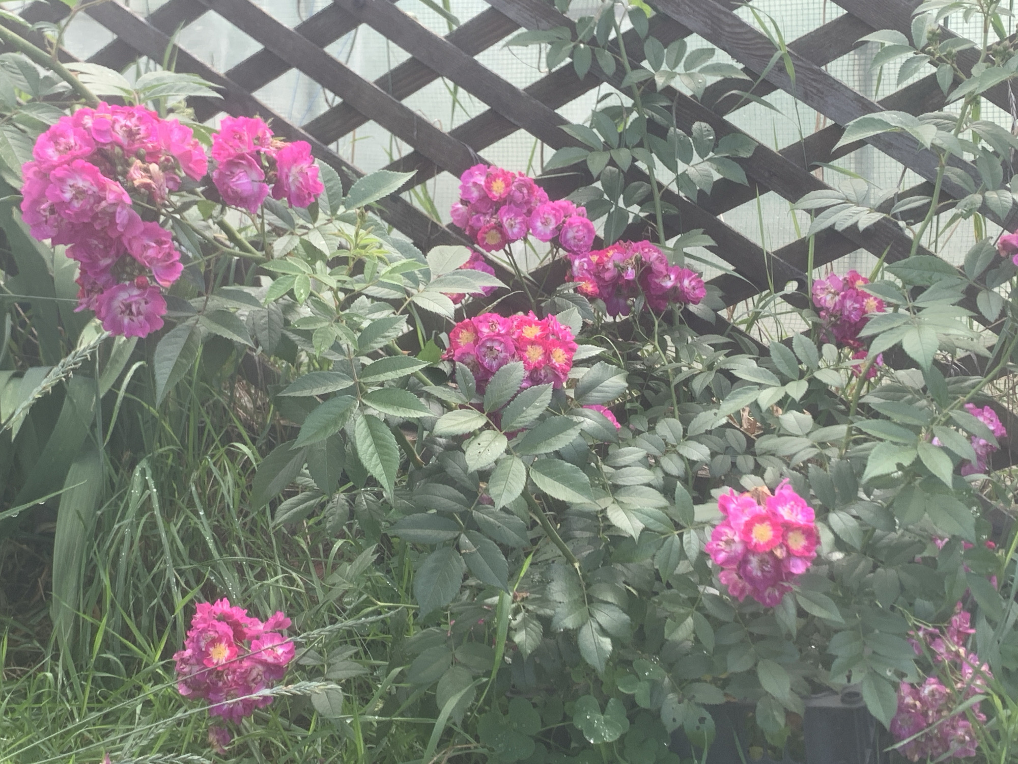 A close-up, eye-level shot captures a cluster of vibrant pink roses with yellow centers, blooming profusely amidst lush green foliage. The roses are densely packed, forming small, delicate flower heads that are slightly blurred due to shallow depth of field. Behind the roses, a dark wooden lattice fence is visible, with diamond-shaped openings. A translucent material, possibly plastic sheeting, is stretched behind the fence, creating a hazy backdrop. The overall scene is natural and abundant, suggesting a garden setting. The image does not contain any people or specific location markers that would indicate a city or landmark.
