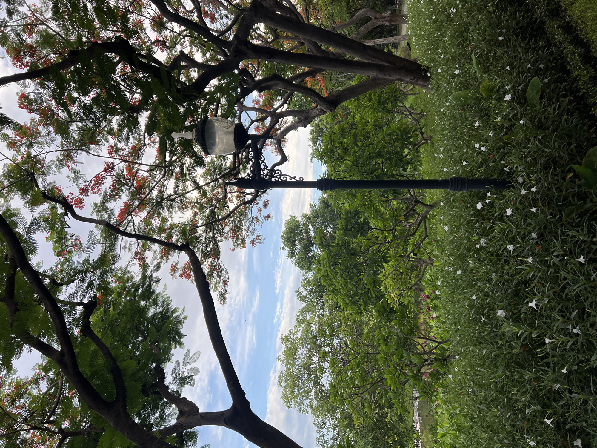 In a park, a black lamppost stands in the foreground. Behind it, a dense bed of green foliage is dotted with small white flowers. The background reveals a lush green landscape with trees and more flowering plants, possibly with pink blossoms visible in the distance. A body of water can be seen on the left. The sky above is partly cloudy with a mix of blue sky and white clouds. The trees in the image have dark trunks and branches, with green leaves and some red flowers.