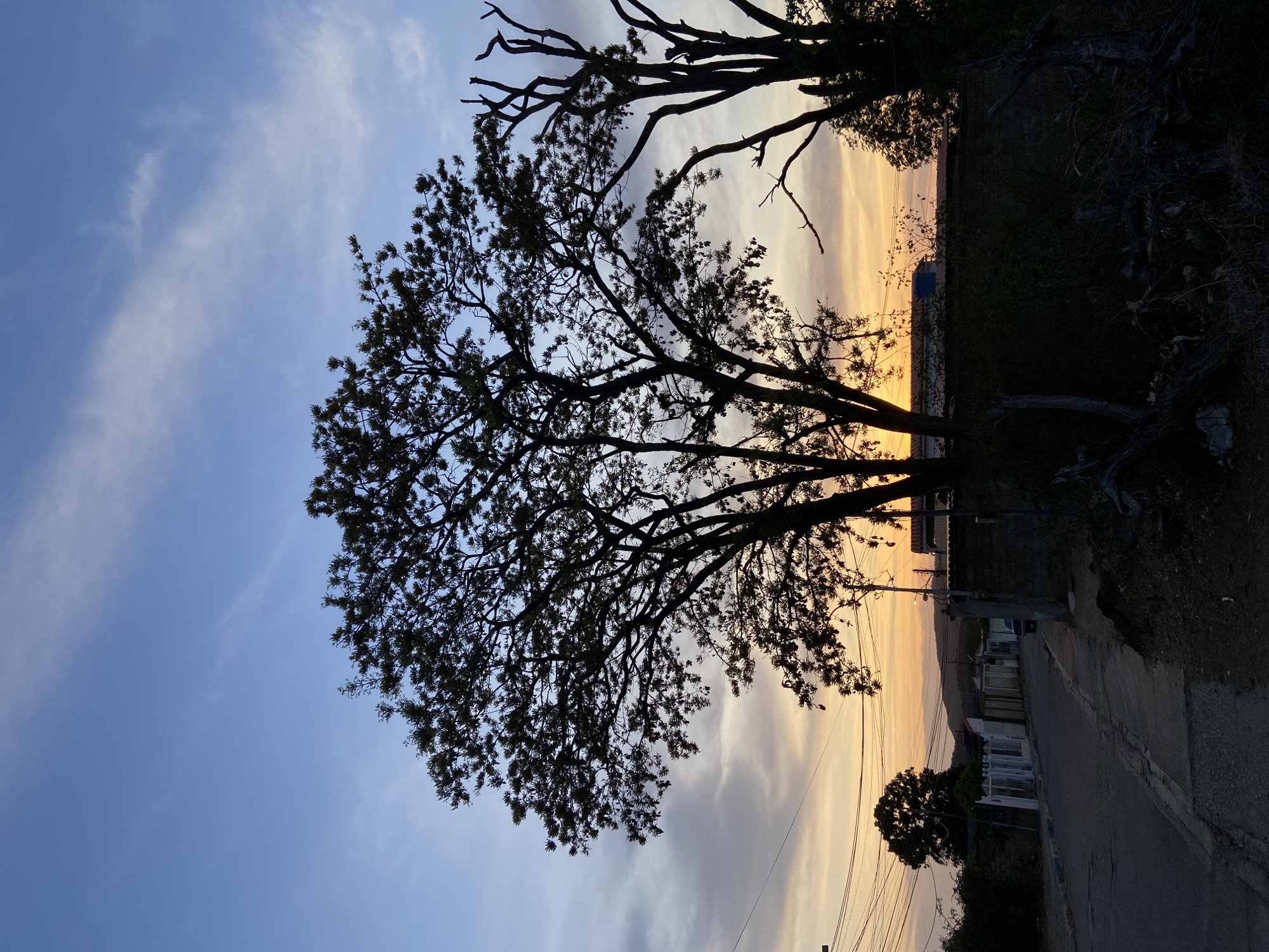 The image captures a sunset in Juan Griego, Venezuela. A silhouette of a tree dominates the foreground against a sky painted with hues of blue, orange, and yellow from the setting sun. In the background, a street lined with buildings is visible, partially obscured by the tree's foliage. Utility poles and lines are also present, adding to the urban landscape. A second, bare tree stands at the top right corner of the image. The street appears quiet, devoid of people at the time the photo was taken.