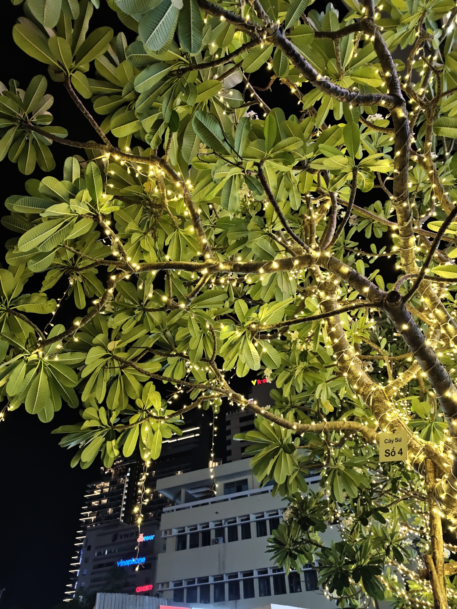 This is a nighttime, eye-level, medium shot of a tree decorated with numerous small, yellow string lights. The tree has large, green leaves and thick, brown branches. The background features a dark sky and the illuminated facade of a multi-story building. The building has several floors and is partially obscured by the tree's foliage. There is a sign attached to the tree's trunk which reads "Cây Sứ Số 4" in Vietnamese. The overall scene suggests an outdoor urban environment, likely a park or a street in Nha Trang Ward, Vietnam, given the signage.