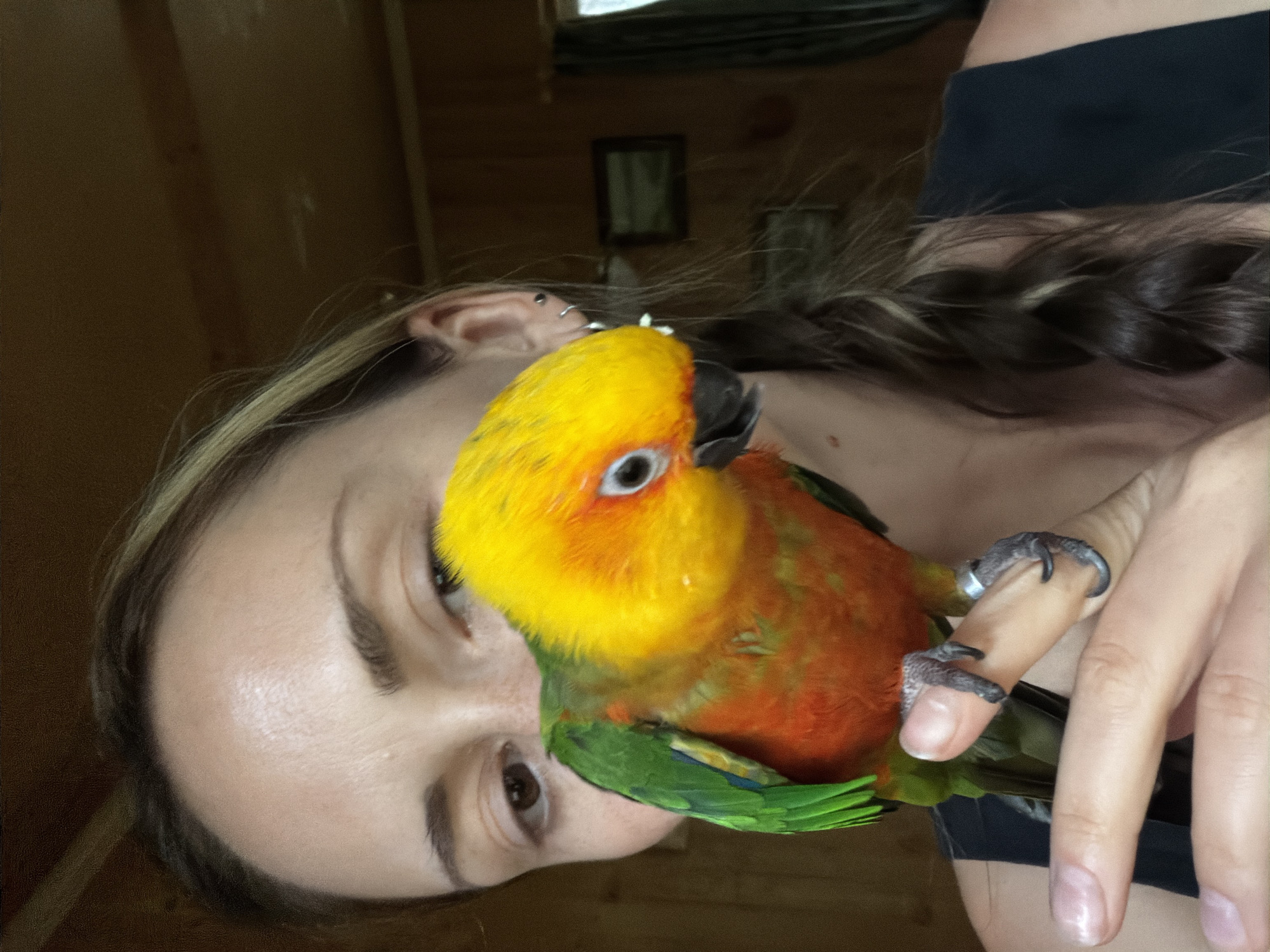 A woman is captured in a close-up shot, her face partially obscured by a vibrant parrot perched on her index finger. The parrot, a Sun Conure, displays a striking mix of yellow, orange, and green plumage. The woman's gaze is directed downwards, towards the bird, her expression soft and attentive. She has light brown hair styled in a braid, with a few strands framing her face. A silver hoop earring adorns her left ear. The background suggests an indoor setting with wooden walls, a framed picture on the wall, and a glimpse of a window with curtains. The overall lighting is warm and natural, possibly from an external light source. The scene does not provide any specific geographical markers that would indicate a location in Udelnaya, Russia.