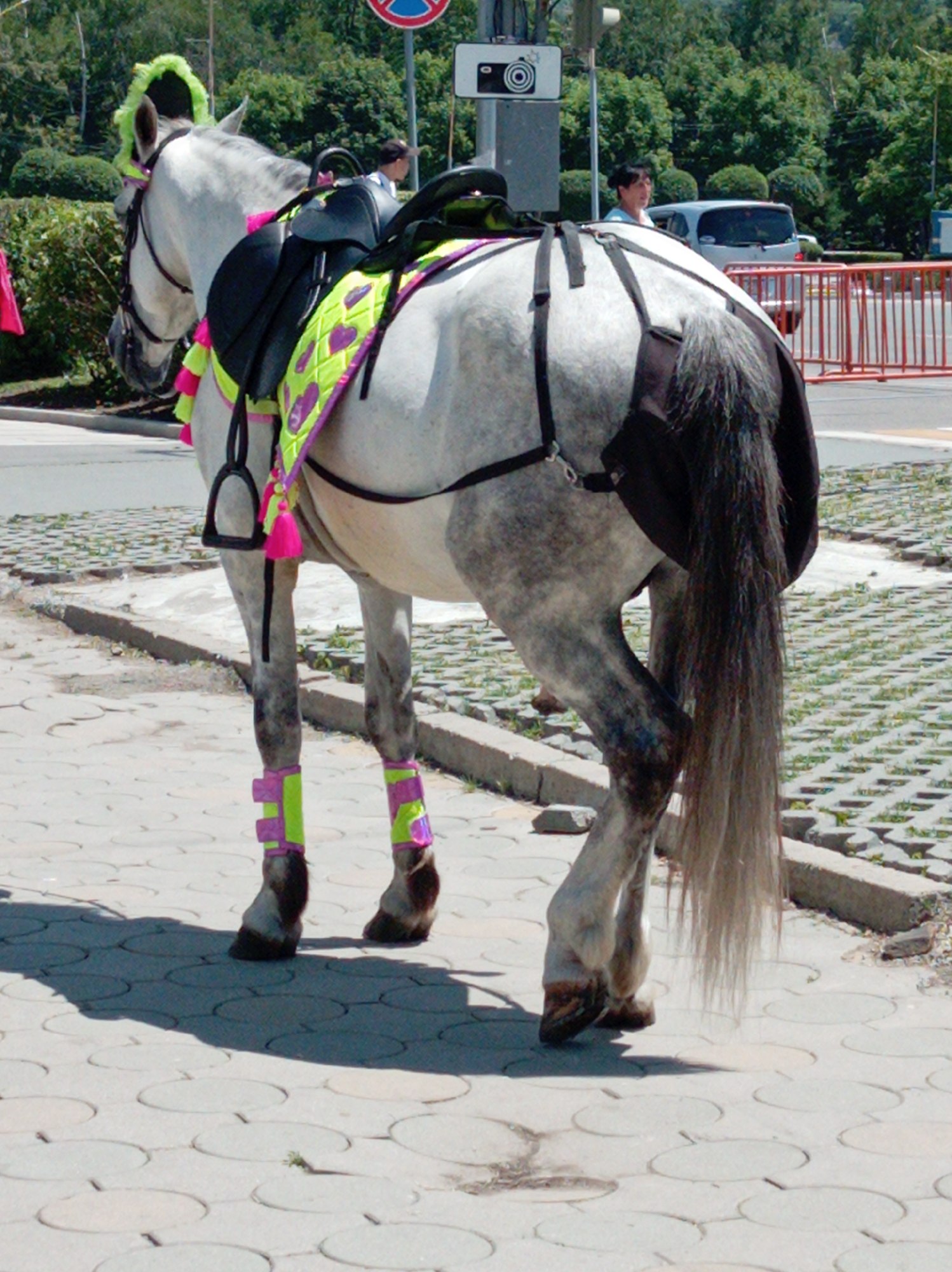 The image depicts a dappled grey horse adorned with a decorative saddle pad and leg wraps, standing on a paved area likely in a city. The horse has a black saddle and is facing away from the camera, with its tail extended. In the background, there are trees, a street, and vehicles, including a silver minivan. A woman in a light-colored top is visible standing near a traffic signal pole with a camera icon. The scene appears to be outdoors, possibly during a public event or parade, given the horse's festive attire. The presence of a traffic signal and what appears to be a street suggests an urban setting. The paving stones are circular and arranged in a grid pattern.