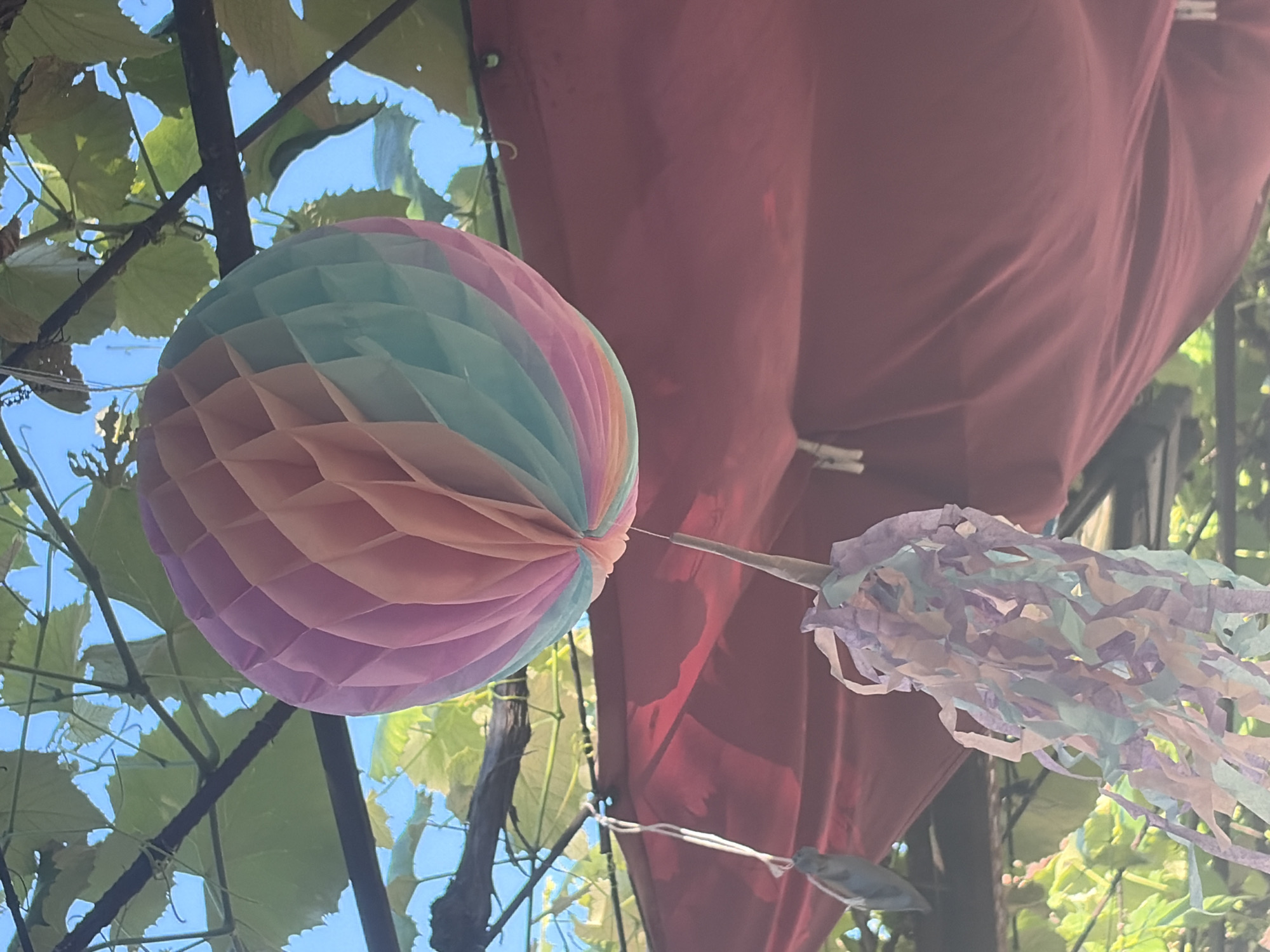 This media file captures an outdoor scene featuring decorative elements hanging amidst natural foliage. The primary object is a colorful, honeycomb-style paper lantern, exhibiting pastel shades of pink, orange, blue, and purple. Attached to it is a string of lighter-colored paper streamers in similar pastel hues, creating a festive and whimsical appearance.
The lantern and streamers are suspended outdoors, with green leaves and branches of what appear to be a vine, possibly grapes, visible in the foreground and background, suggesting a natural, possibly garden or vineyard setting. The sky peeks through the leaves, appearing bright blue, which, along with the dappled sunlight filtering through, indicates it is daytime. A large, draped piece of deep red or burgundy fabric occupies a significant portion of the background, its texture suggesting a tent, canopy, or draped cloth, possibly part of a party setup or outdoor shelter. White clothespins are visible securing the fabric, adding a practical detail to the scene.
The overall impression is one of a celebratory or decorative outdoor arrangement, likely for an event such as a party or festival, set against a backdrop of nature. The colors and decorations evoke a sense of joy and festivity. No people are visible in the frame, and there is no visible text. The image seems to be taken looking upwards, possibly from below the hanging decorations, which accentuates the natural elements above. The location context provided is Vlasatitsa, Bulgaria.