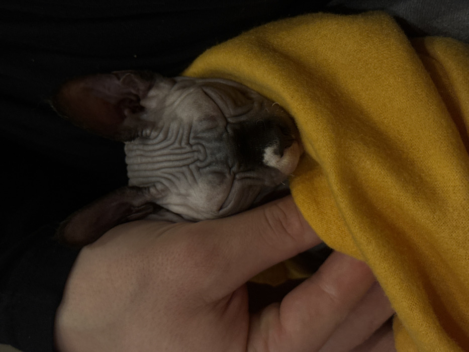 A hairless cat, likely a Sphynx, is nestled in a person's hand, partially covered by a yellow cloth. The cat's wrinkled skin is visible, with its ears prominent against a dark background. A dark patch marks part of its nose. The person's hand cradles the cat, their fingers gently holding the animal. The scene conveys a sense of warmth, comfort, and protection.