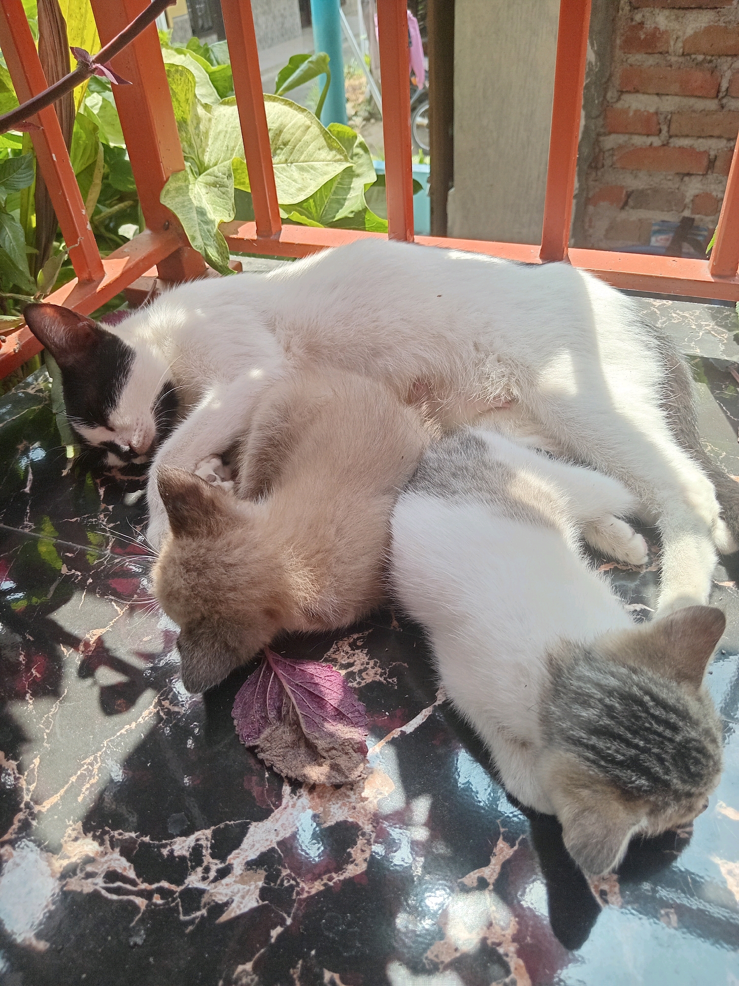 The image depicts a mother cat and two kittens sleeping together on a marble-patterned surface, possibly a table, outdoors. The mother cat is mostly white with black markings on her head. One kitten is a light brown tabby, and the other is white with grey tabby markings. They are curled up together for warmth and comfort. In the background, there are green plants, an orange metal railing, and a brick wall, suggesting an outdoor setting in an urban or semi-urban environment. The lighting indicates it is daytime, with sunlight casting shadows. The specific location in Claket, Indonesia, is not discernible from the visual elements alone, but the presence of common household plants, brick structures, and outdoor furniture suggests a residential or community area. The scene is peaceful and intimate, capturing a moment of rest and familial bonding among the cats.