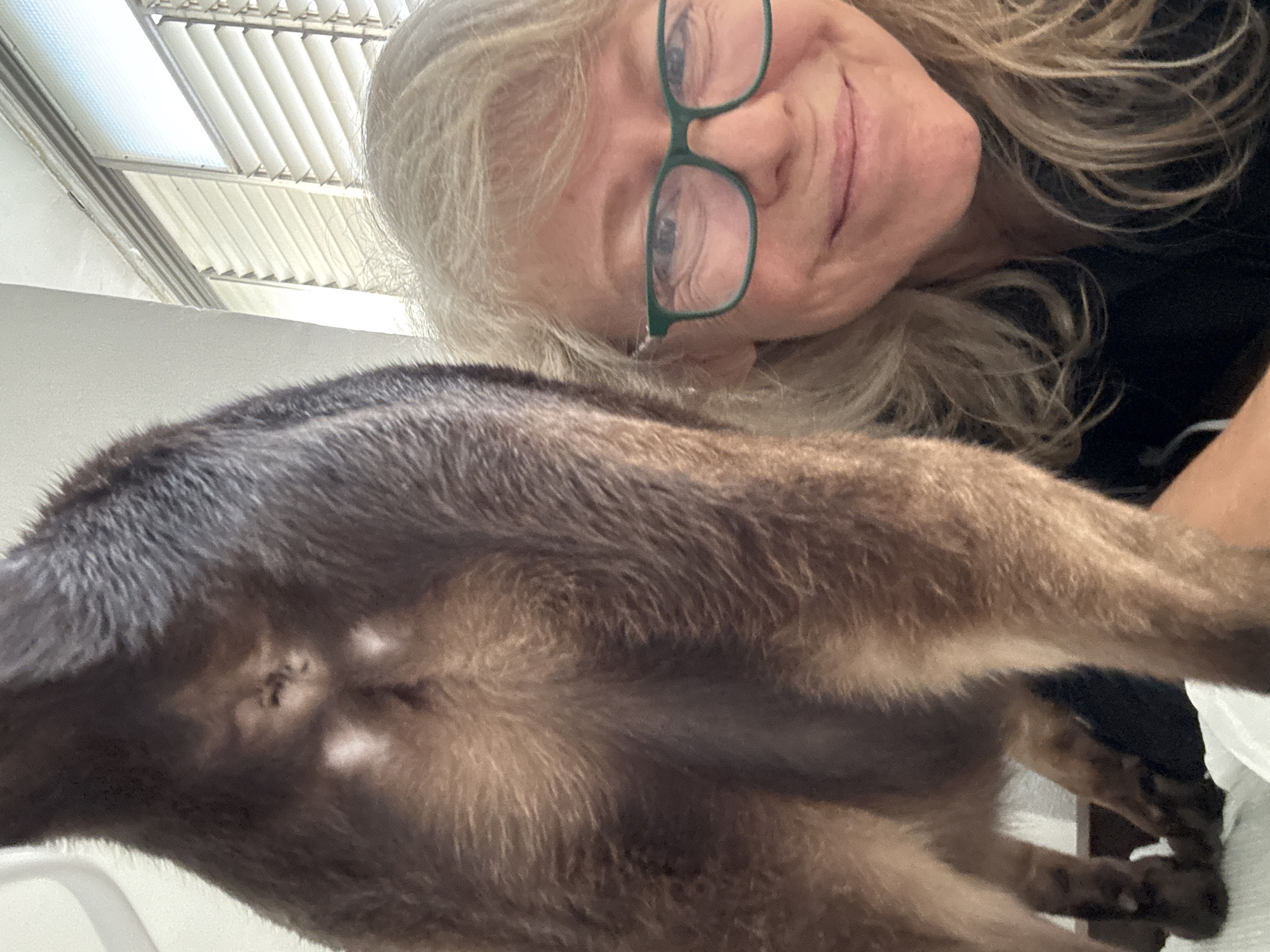 A middle-aged woman with blond hair and green-rimmed glasses is taking a selfie. A dark brown cat's hindquarters, with a small white patch, are prominently positioned in the foreground, partially obscuring the woman's face. The background shows a ceiling with slatted blinds and a white wall. The location is Ramat Gan, Israel.