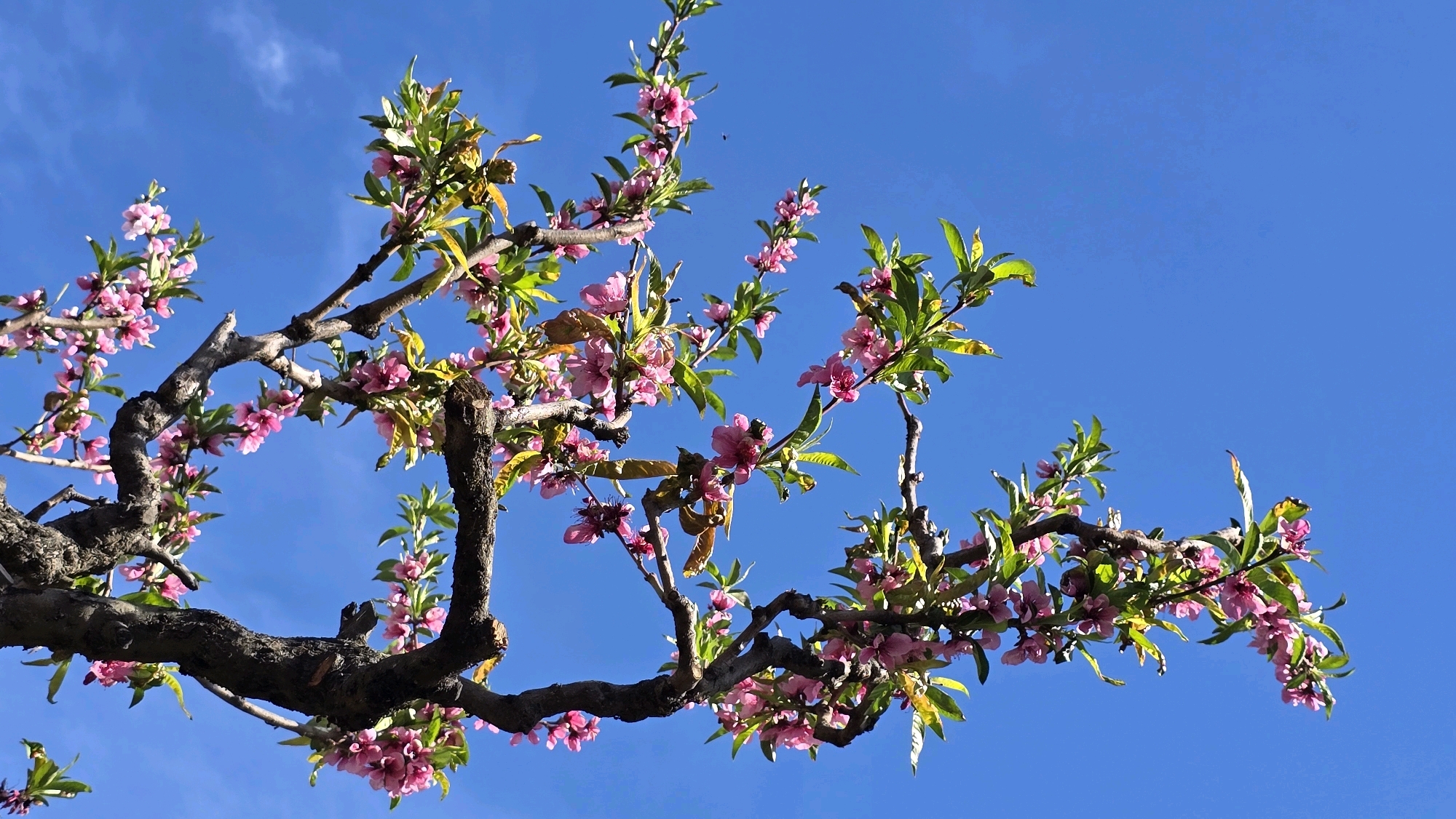 An upward angle shot of a blooming tree branch against a bright blue sky in Gultro, Chile. The branches are dark brown and gnarled, with clusters of small pink flowers and vibrant green leaves. Some of the leaves are beginning to turn yellow, indicating the transition of seasons. The sky is clear and cloudless, providing a vivid backdrop for the delicate blossoms. The image captures a moment of natural beauty and the arrival of spring.