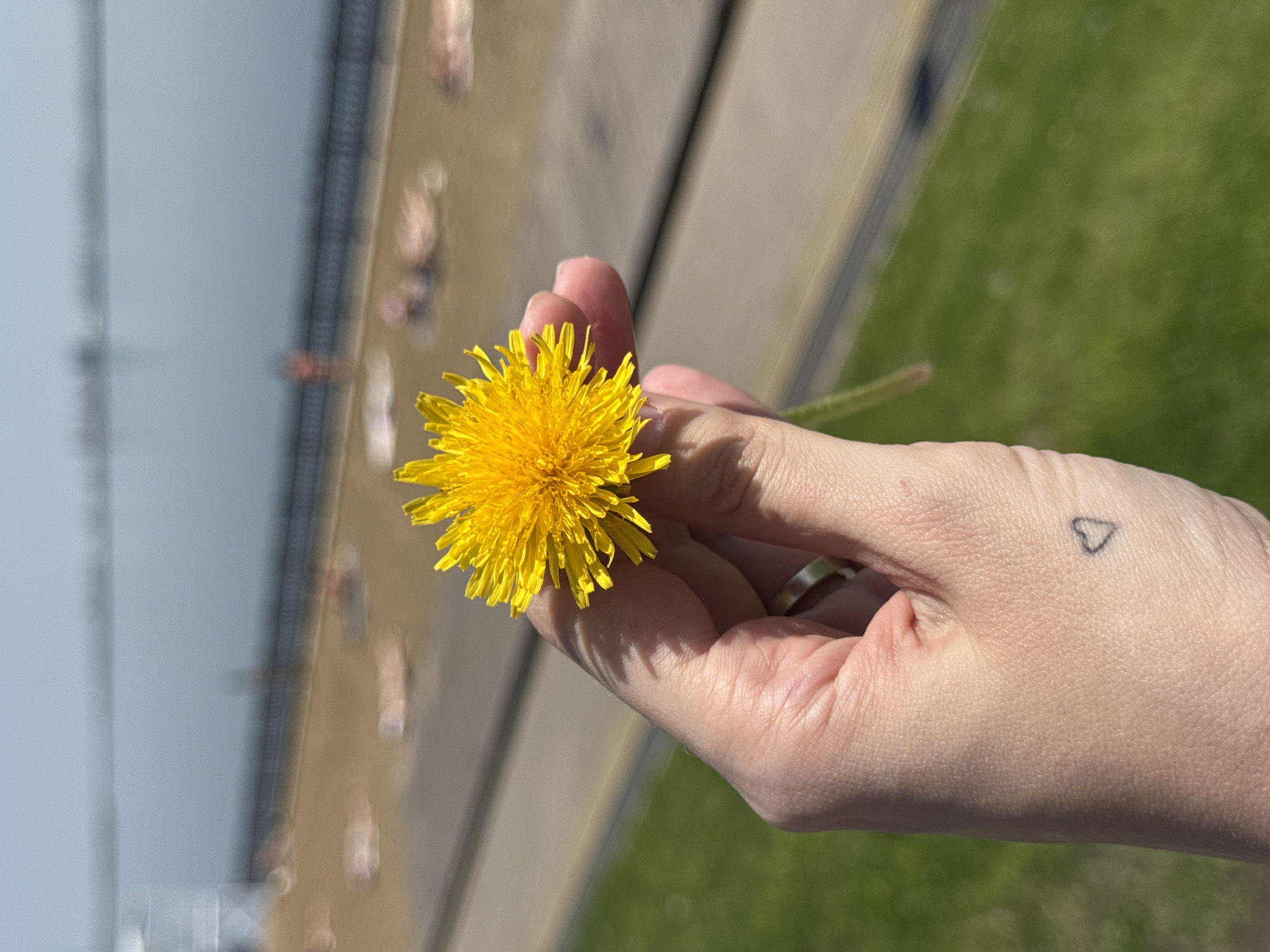 A person's hand holds a yellow dandelion flower against a blurred background. The hand is fair-skinned and has a small, simple heart tattoo near the wrist, and a ring on one of the fingers. The background shows a walkway with people in the distance and grass on the right side. In the far background, there is a body of water with a railing visible. The image appears to be taken in a public outdoor area. Based on the information provided, there is no information that confirms this image was taken in the city of Saratov, Russia.